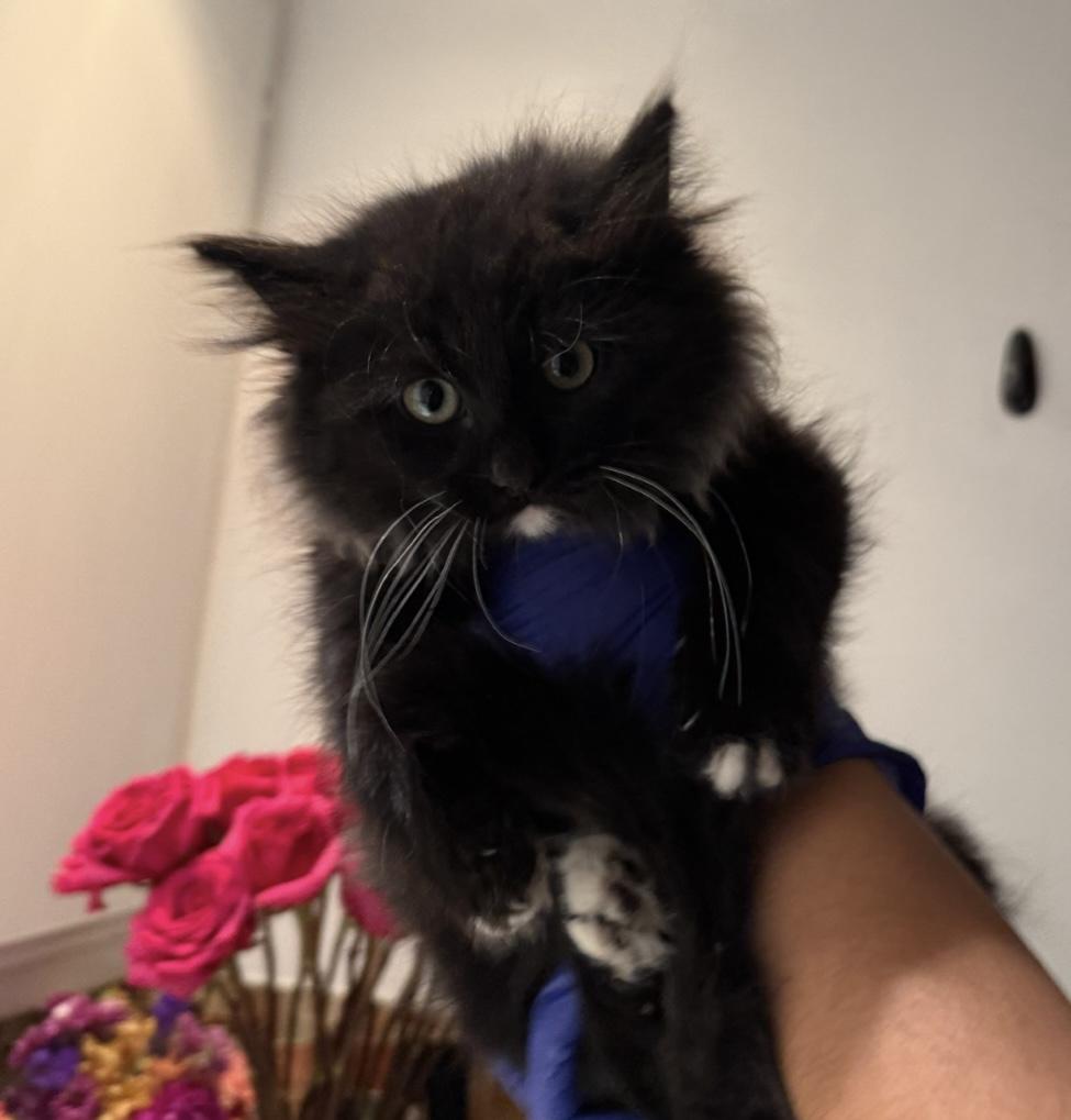 Enlarge Winston, an adopted Domestic Medium Hair in Los Angeles, CA image 3/3