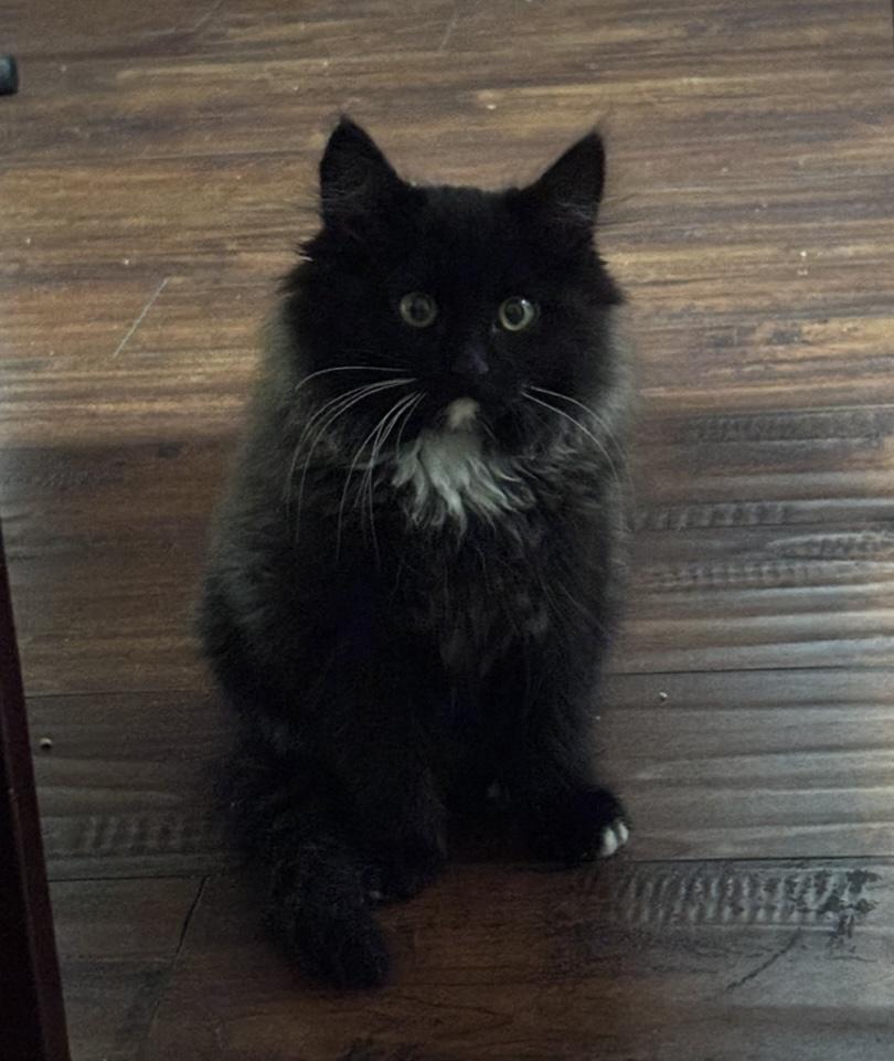 Winston, adopted, Kitten Male Domestic Medium Hair.