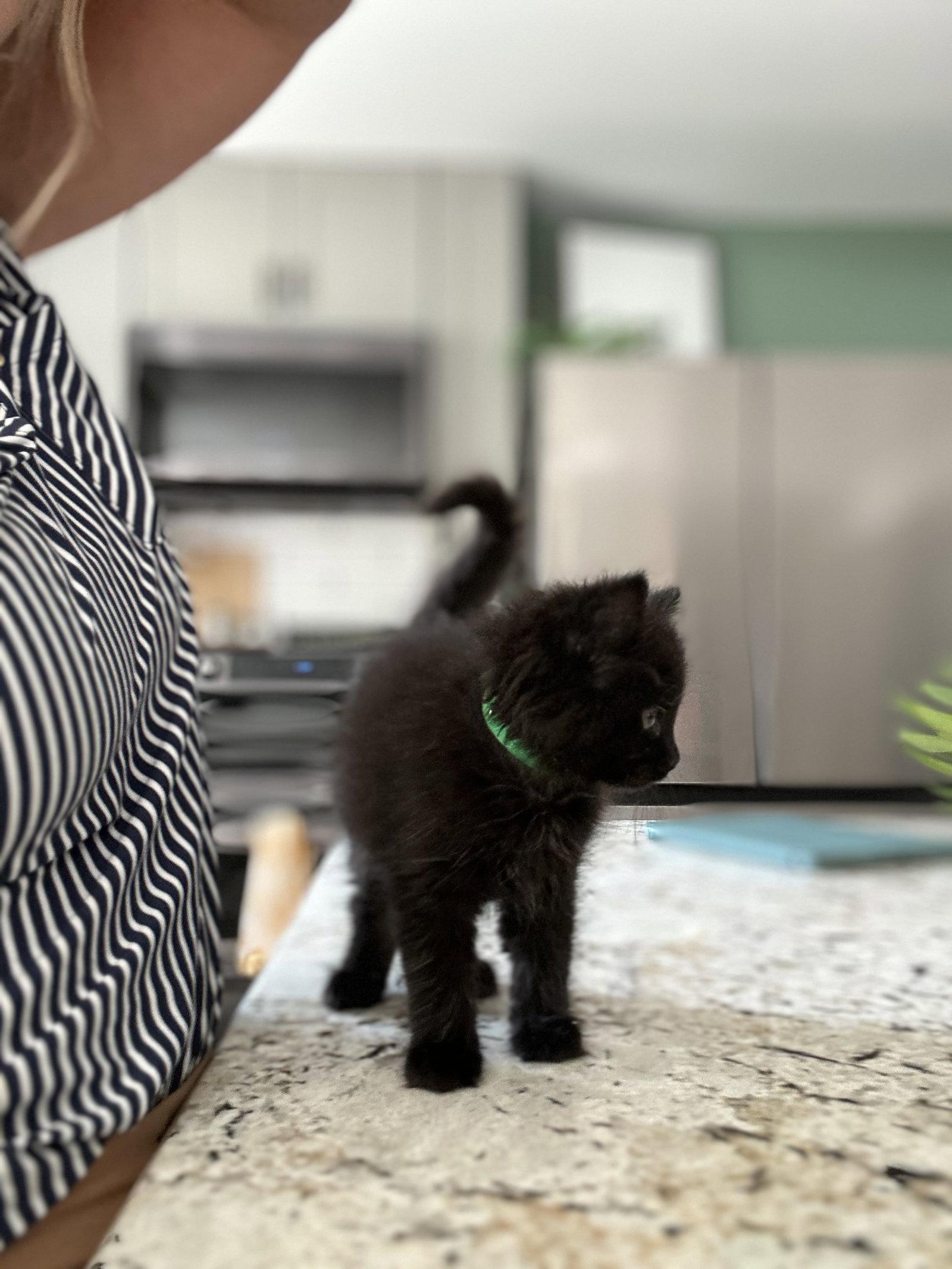 Macy, a Adopted Domestic Long Hair in Forest Hill, MD image 2/3