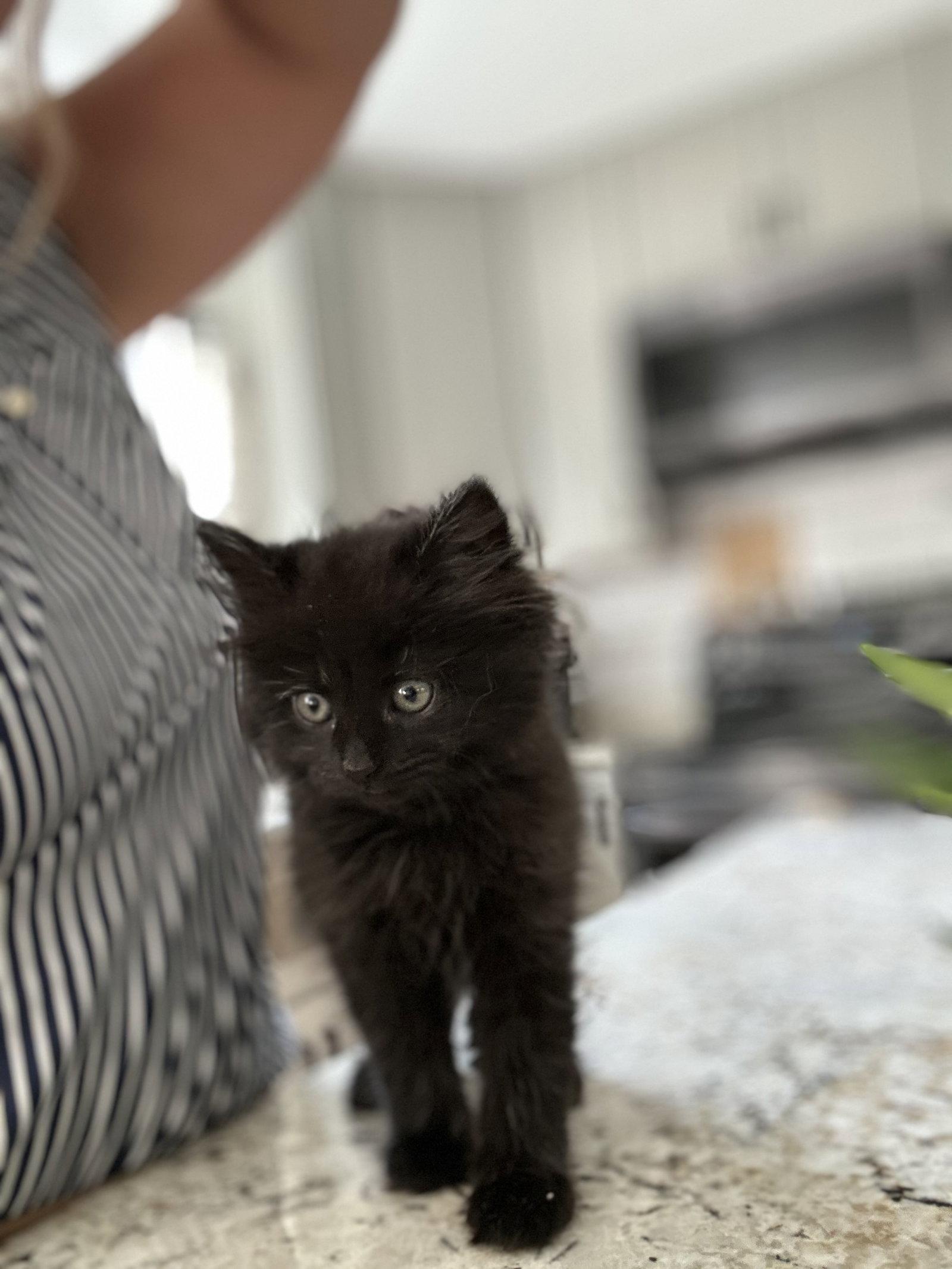 Macy, a Adopted Domestic Long Hair in Forest Hill, MD image 3/3