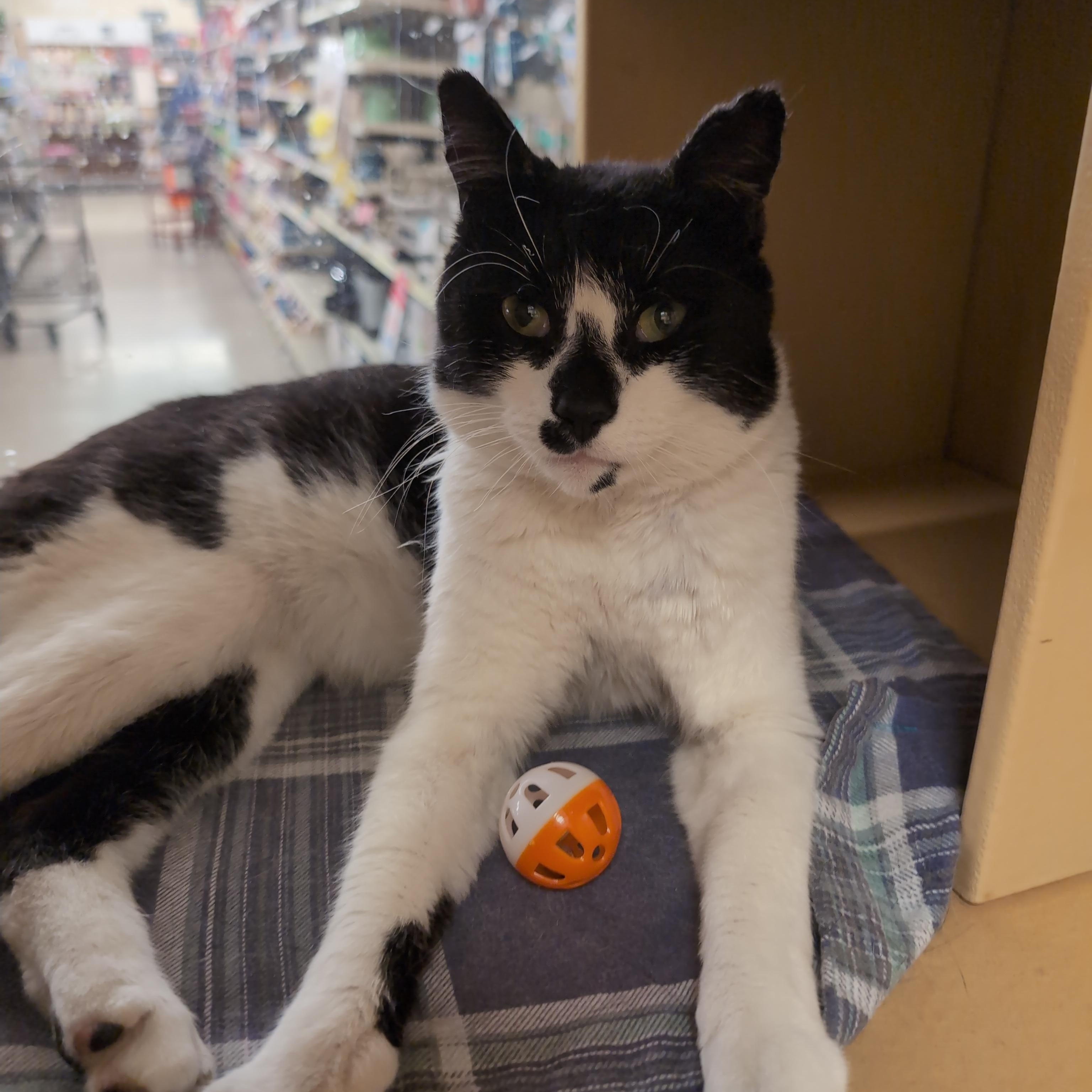 Cookies & Cream, ADOPTABLE, Young Male Domestic Short Hair.