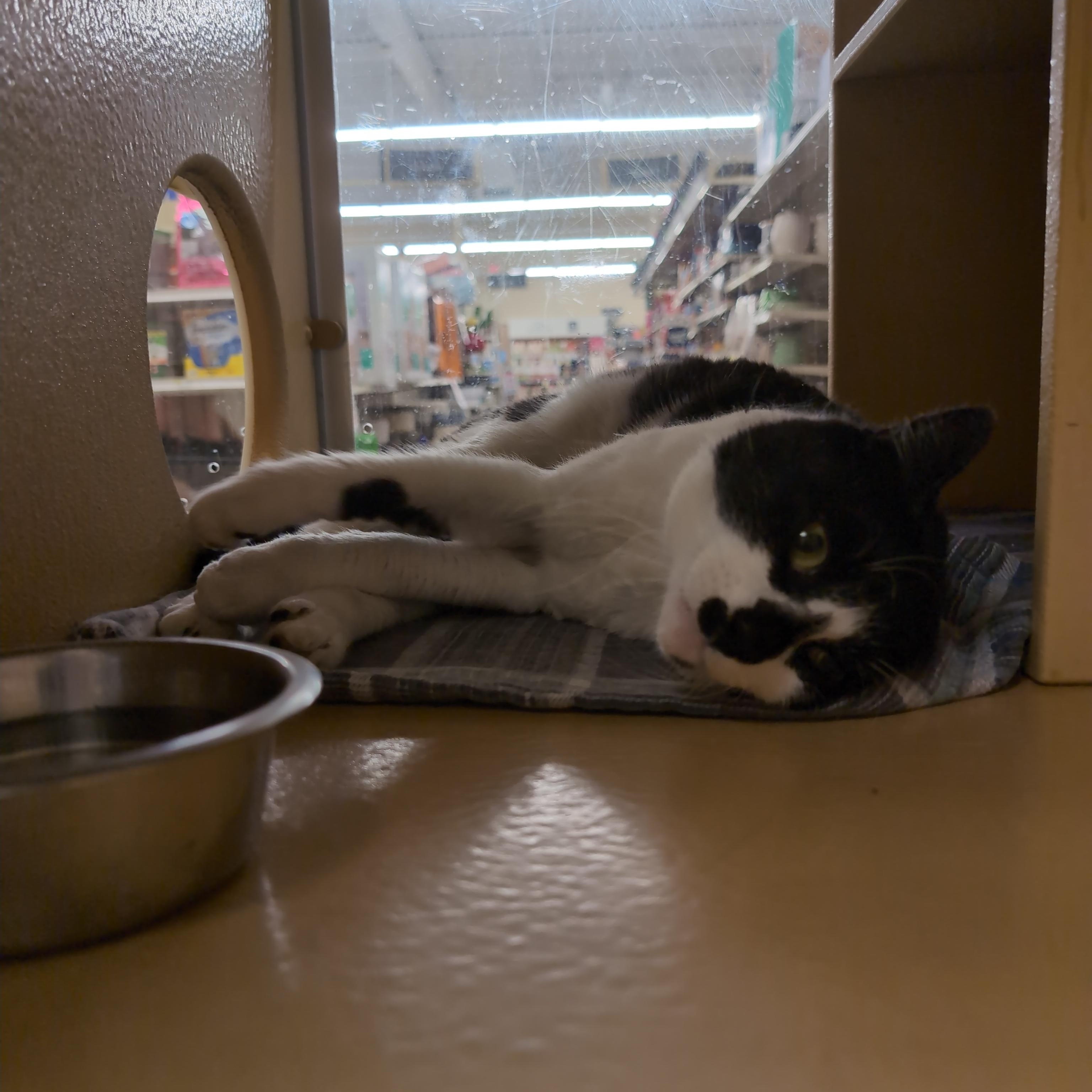 Cookies & Cream, a ADOPTABLE Domestic Short Hair in Cambridge, MA image 2/4