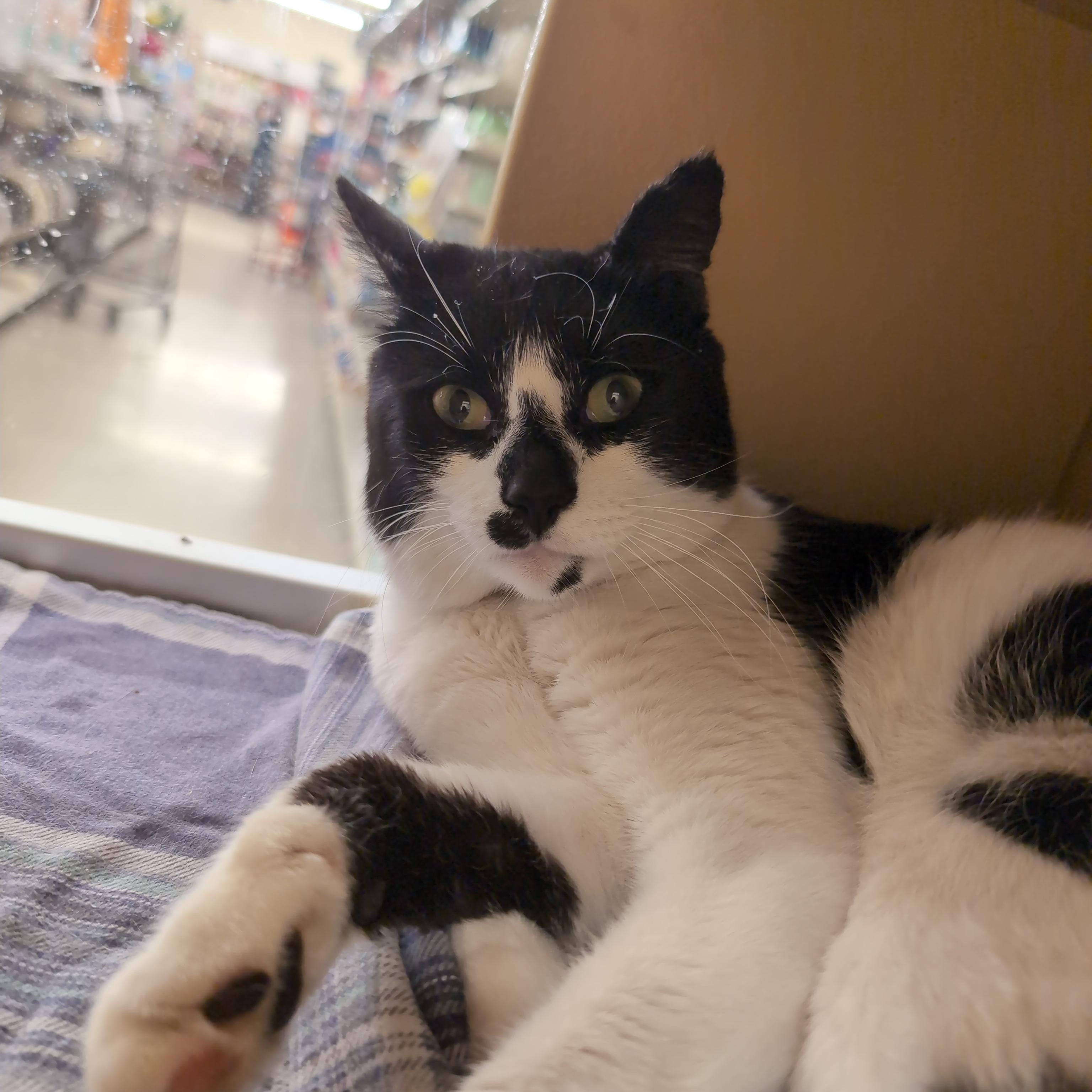 Cookies & Cream, a ADOPTABLE Domestic Short Hair in Cambridge, MA image 3/4