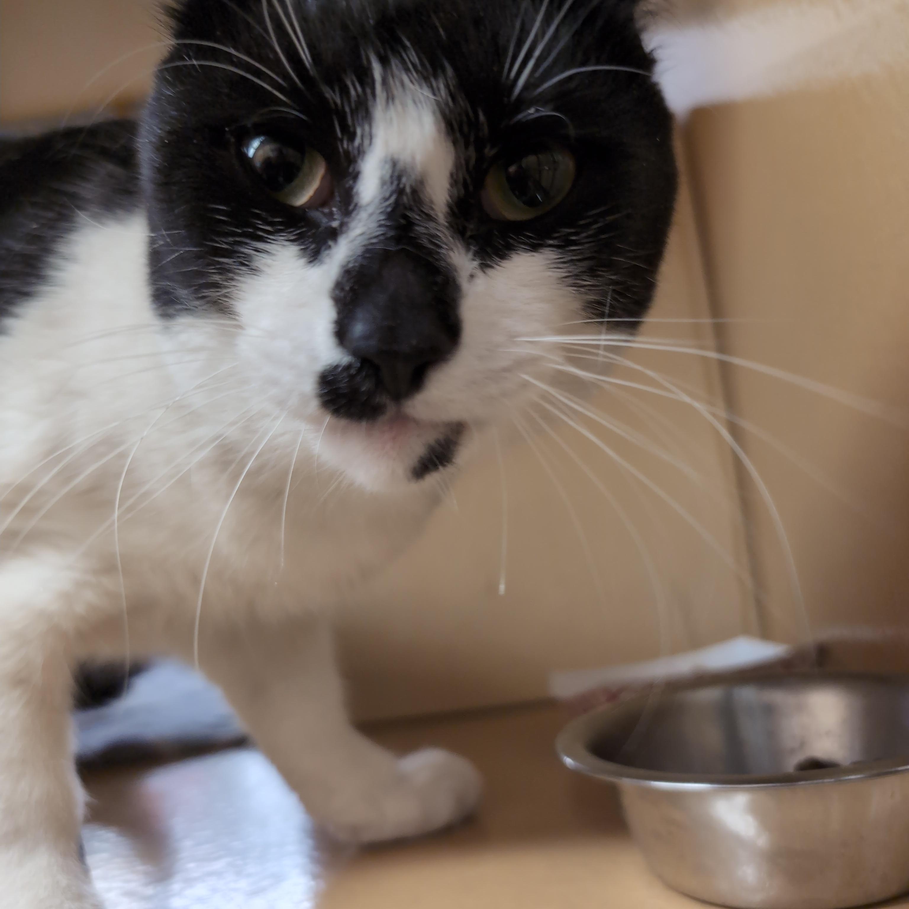 Cookies & Cream, a ADOPTABLE Domestic Short Hair in Cambridge, MA image 4/4