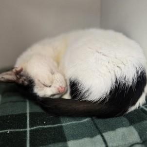 Enlarge Alex , a ADOPTABLE Domestic Short Hair in Phoenixville, PA image 2/2
