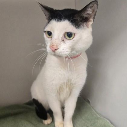 Enlarge Alex , a ADOPTABLE Domestic Short Hair in Phoenixville, PA image 1/2