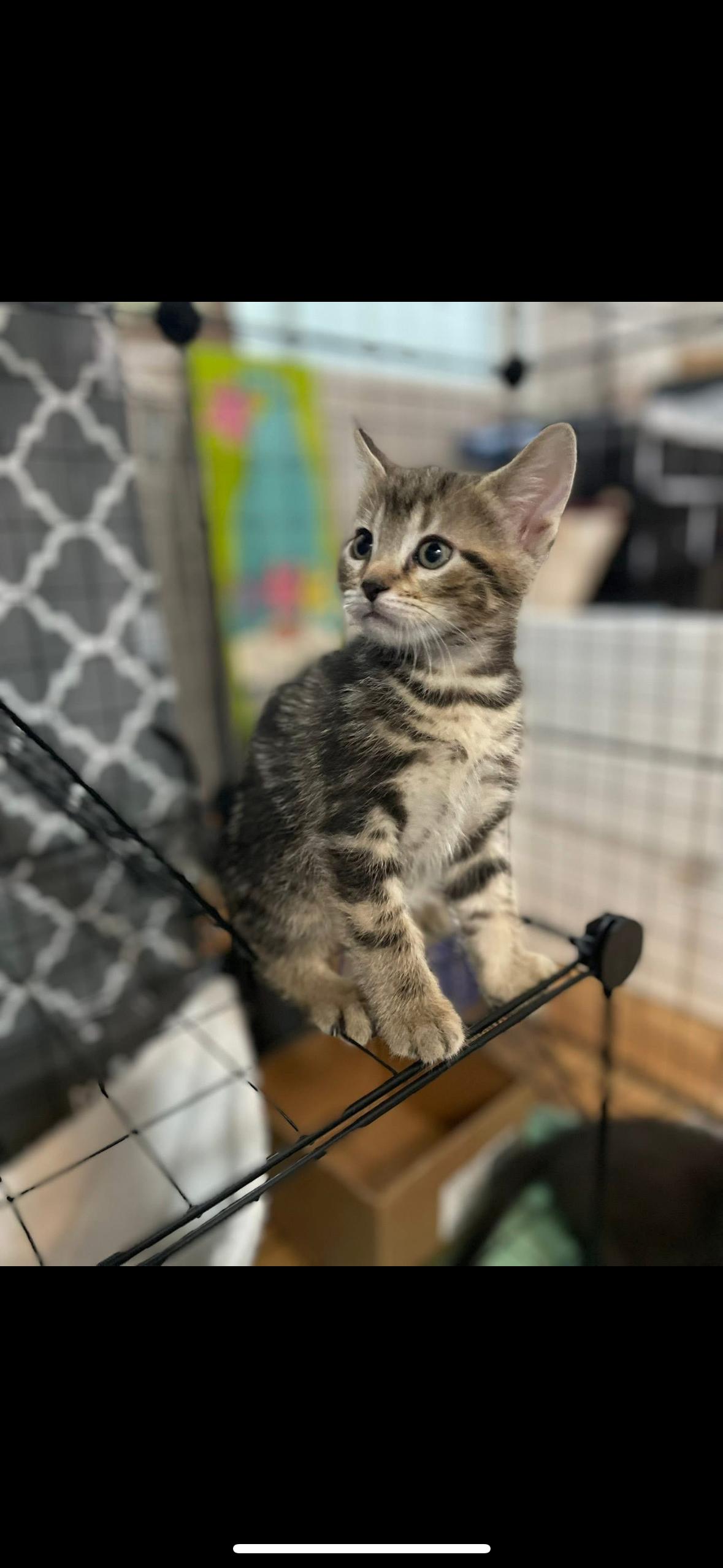 Cogsworth, Baby Male unknown