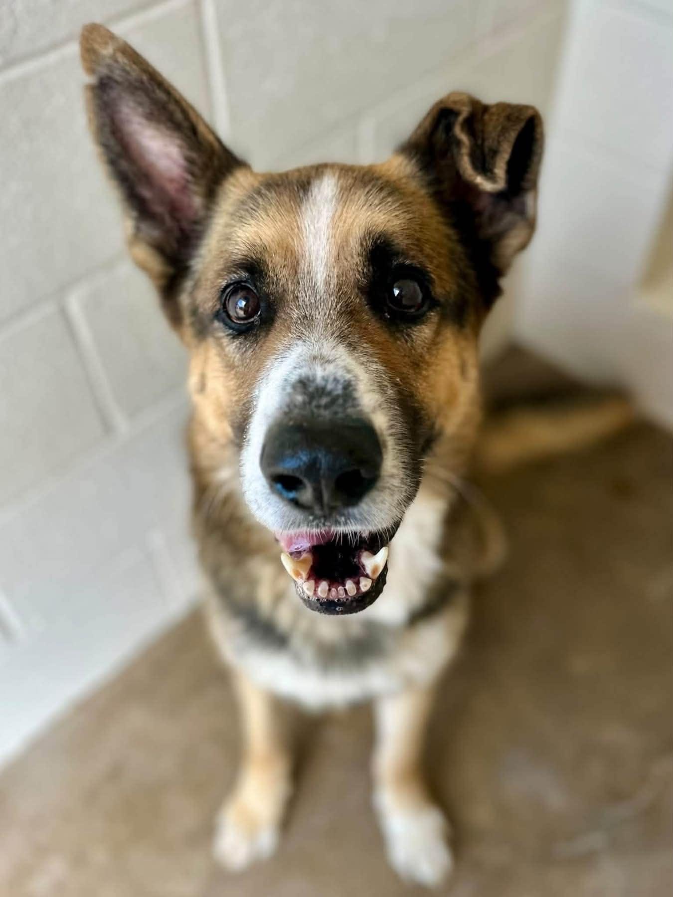Archer P2026010, Adoptable, Senior Male German Shepherd Dog.