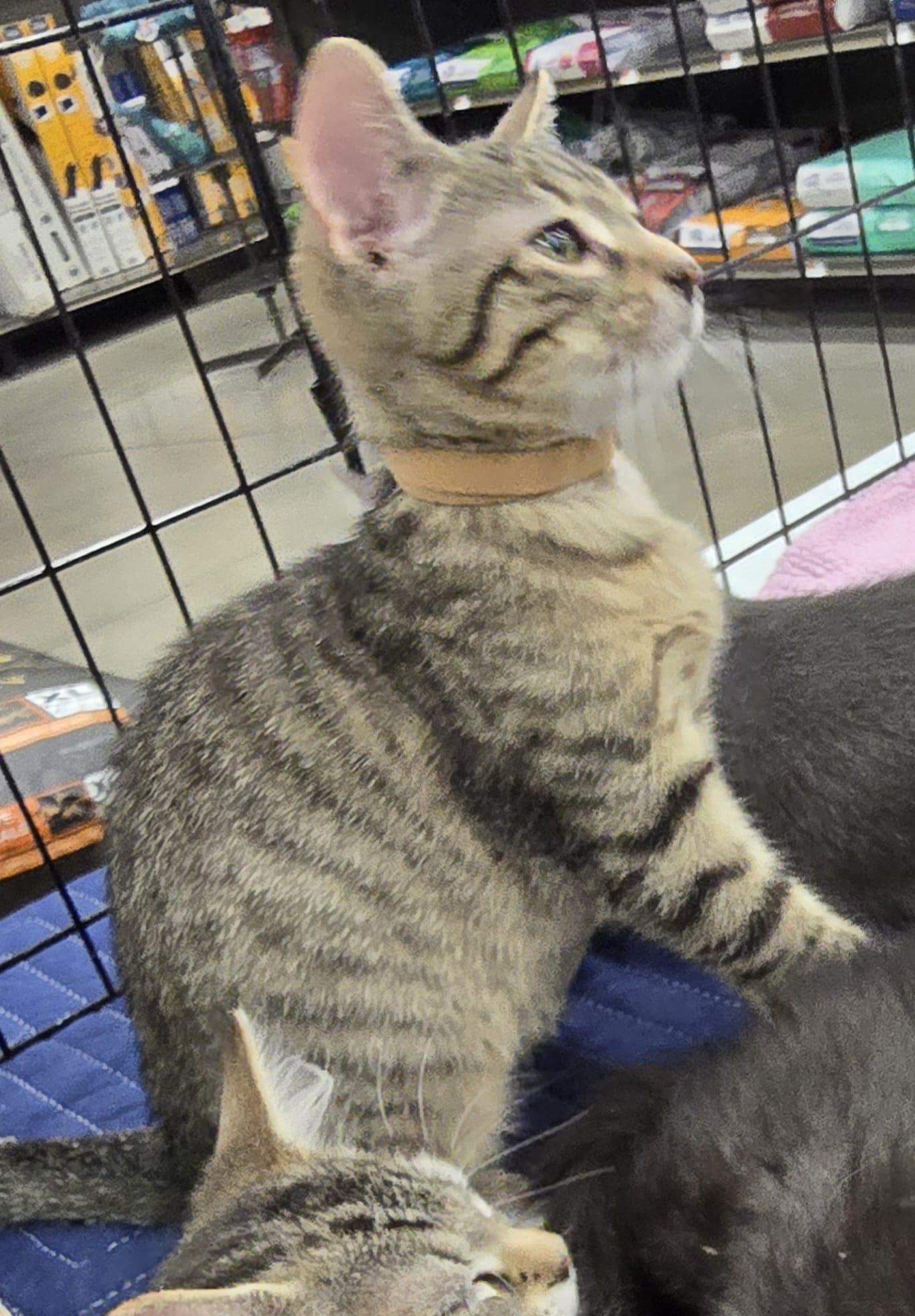 Enlarge Espresso, an adopted Domestic Short Hair in Nottingham, MD image 3/3