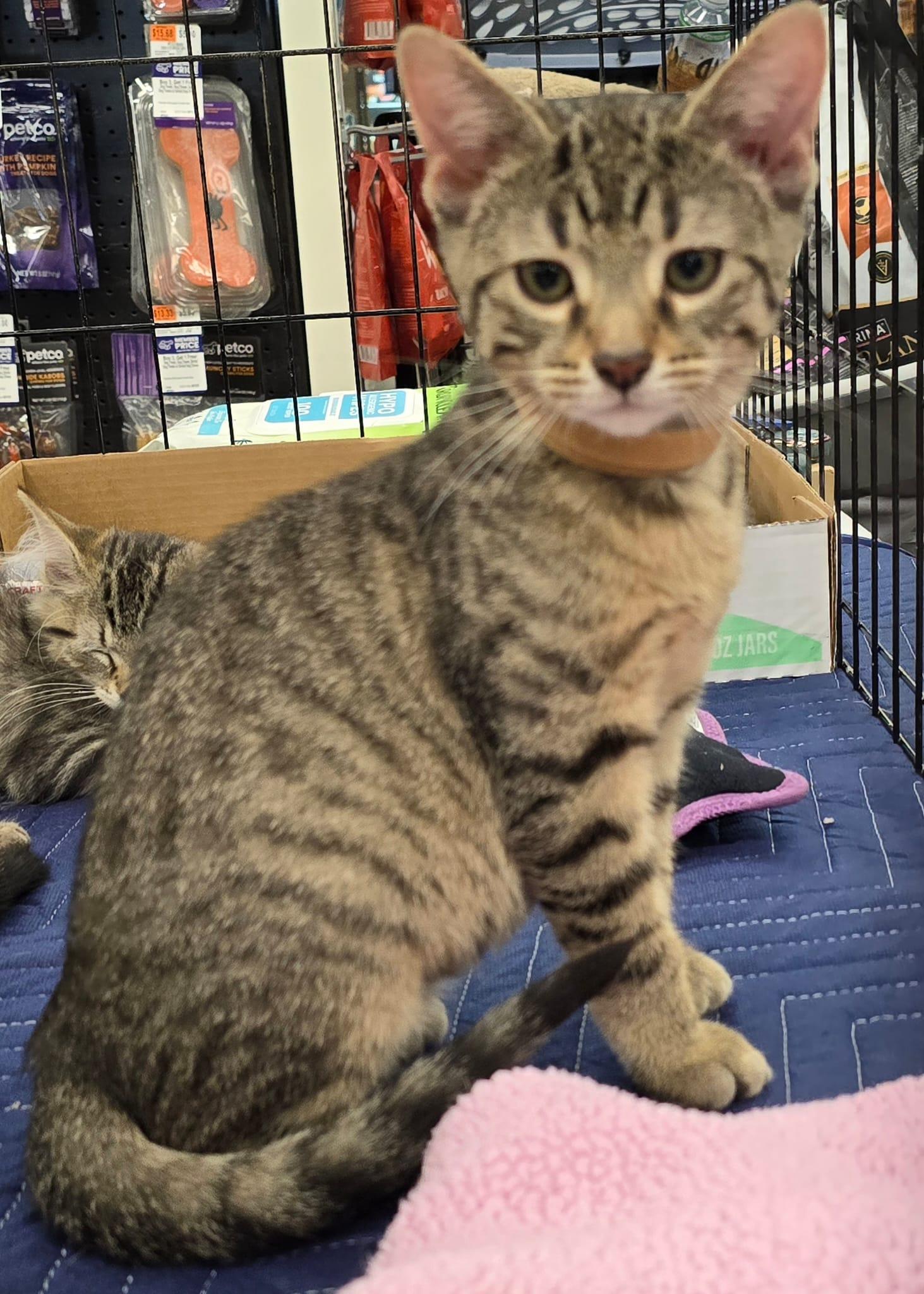 Espresso, adopted, Young Male Domestic Short Hair.