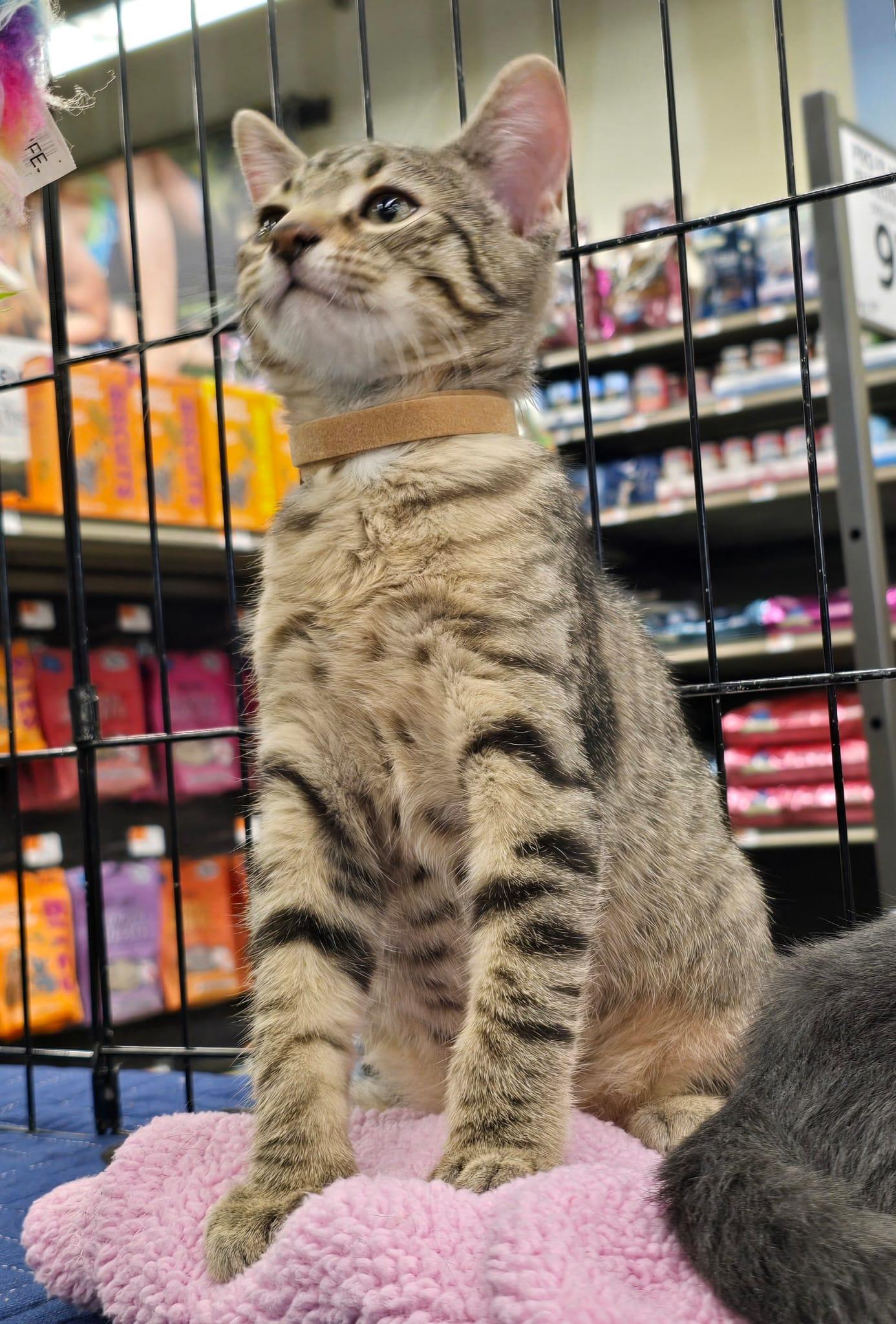Enlarge Espresso, an adopted Domestic Short Hair in Nottingham, MD image 2/3