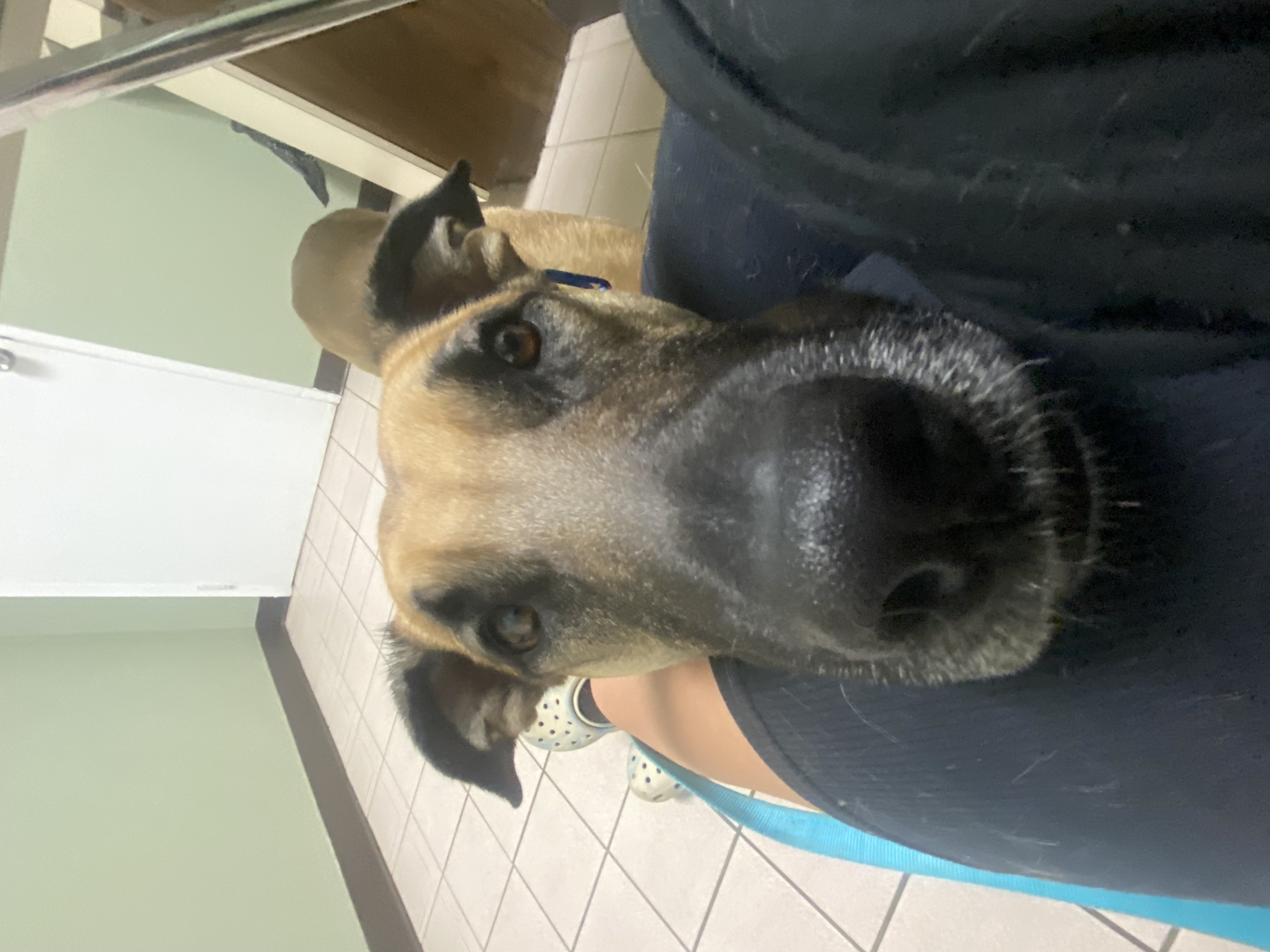 Zeke, Adoptable, Adult Male Shepherd & Chocolate Labrador Retriever.