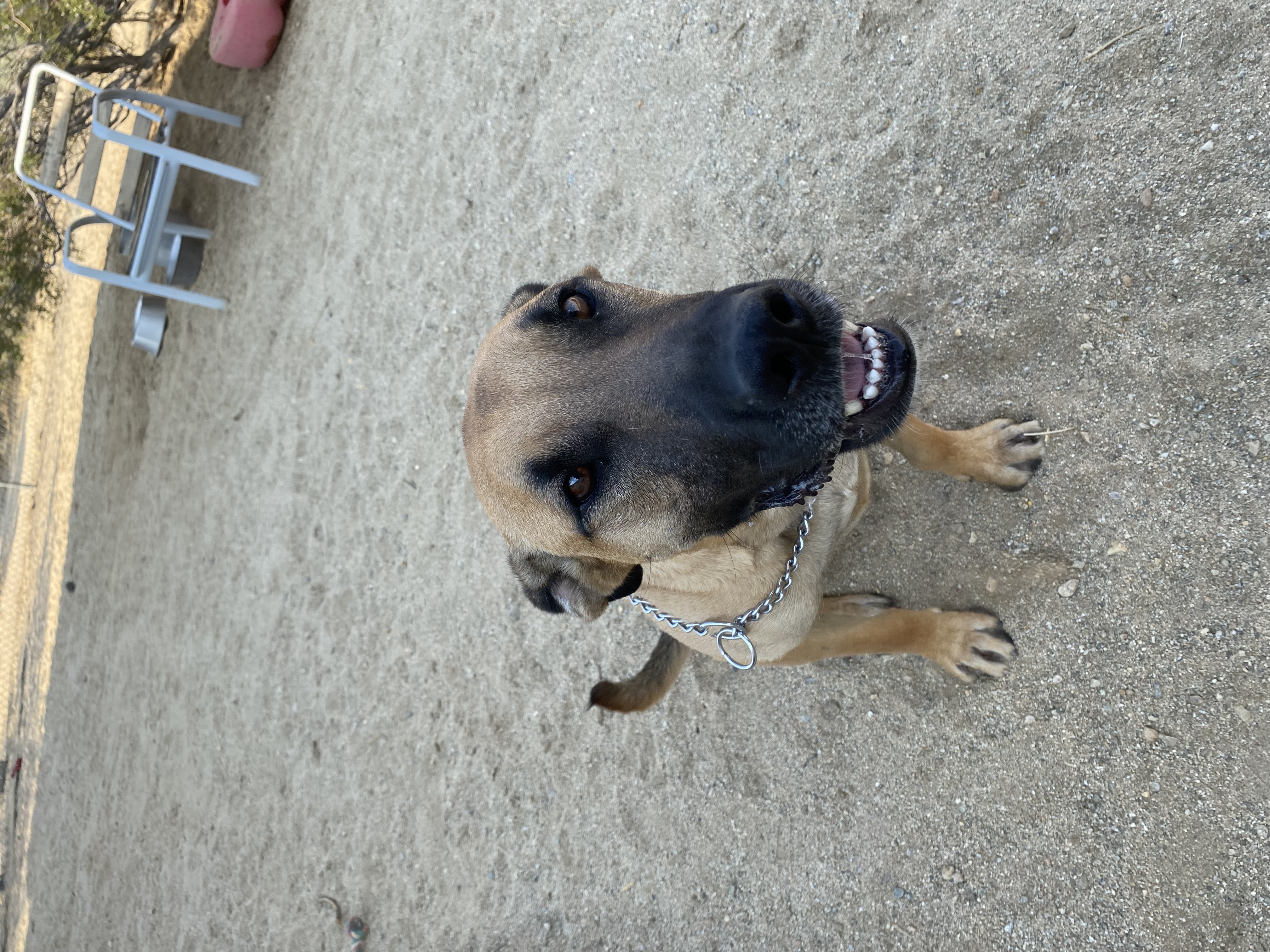 Zeke, a Adoptable mixed breed in Mojave, CA image 2/12