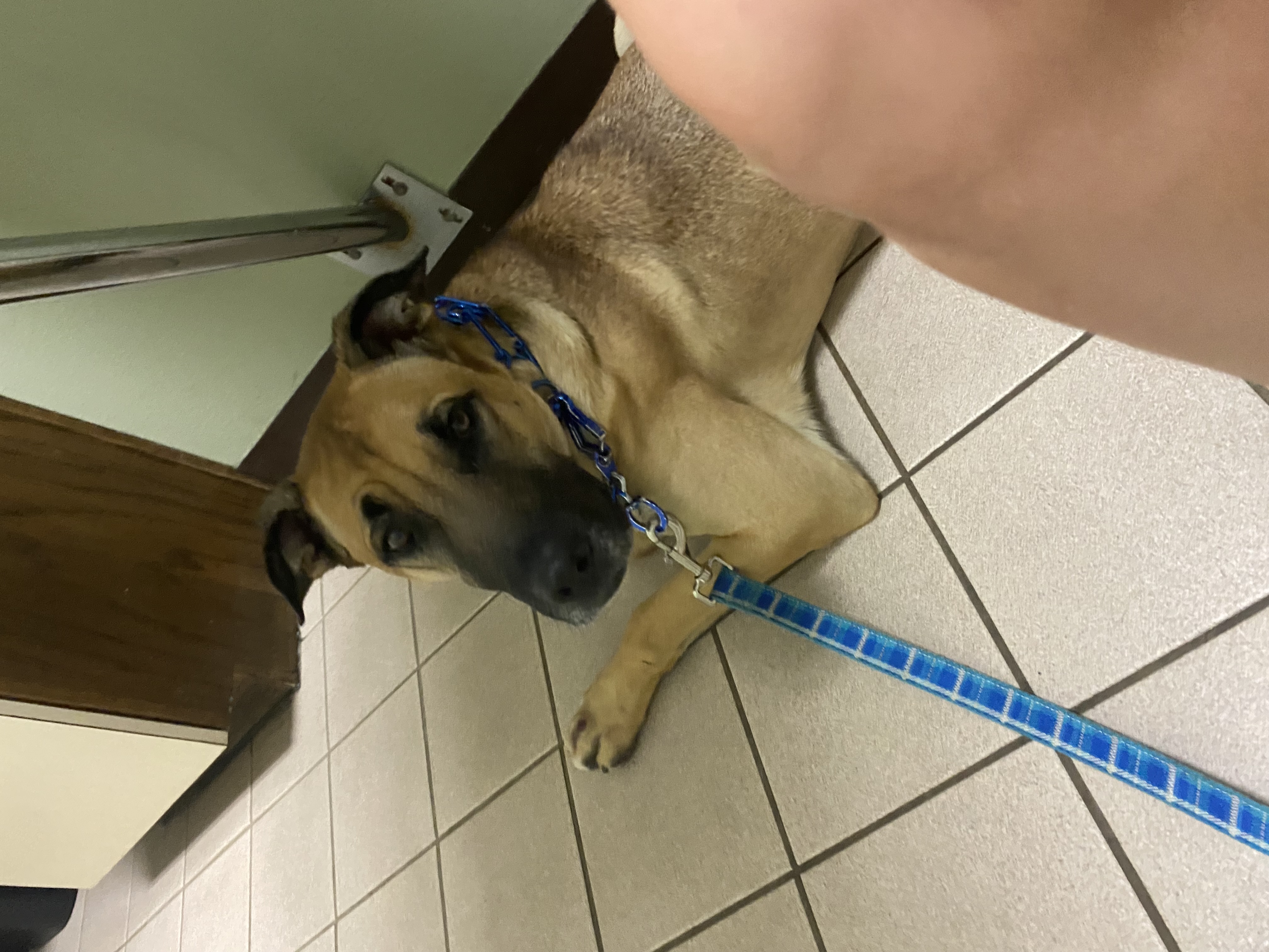 Zeke, a Adoptable mixed breed in Mojave, CA image 3/12