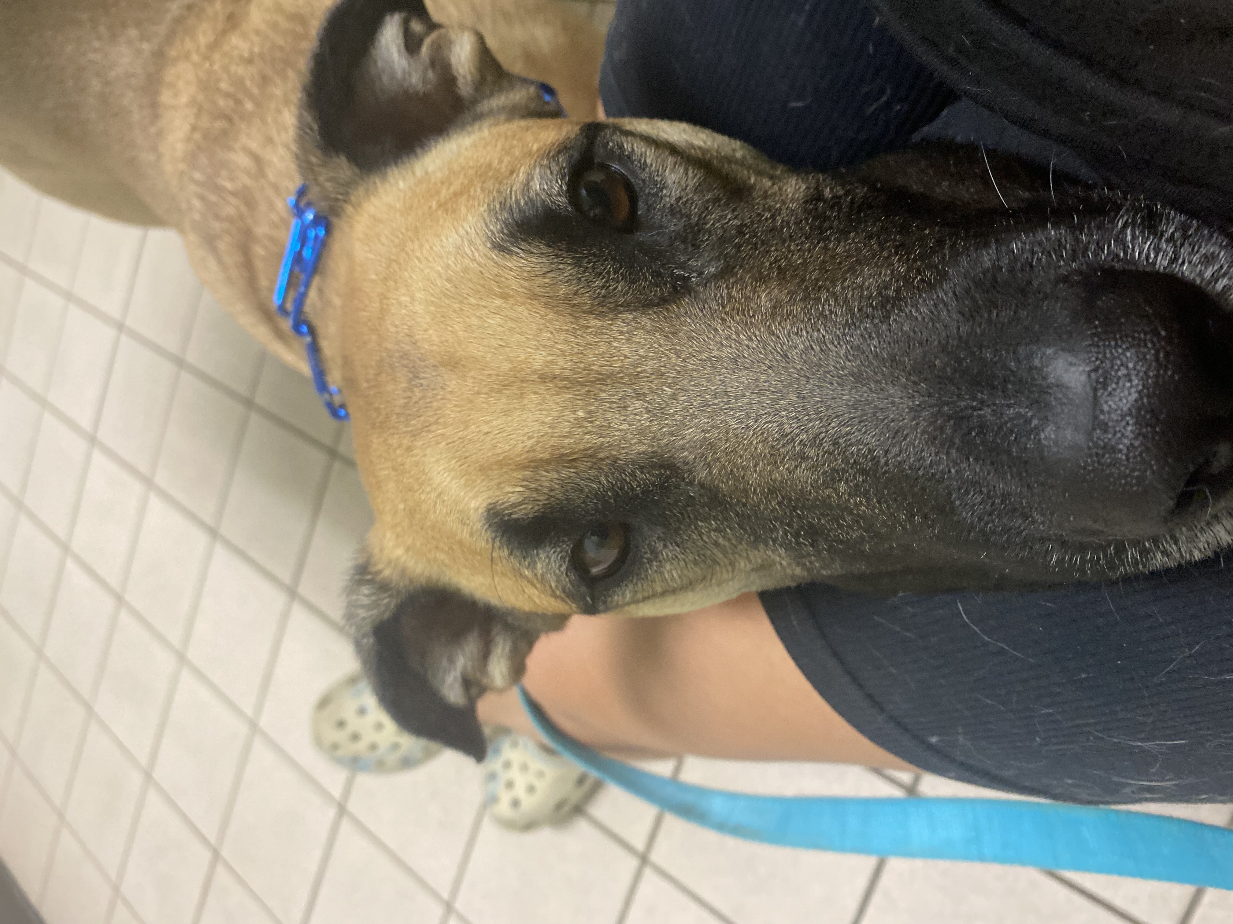 Zeke, a Adoptable mixed breed in Mojave, CA image 4/12