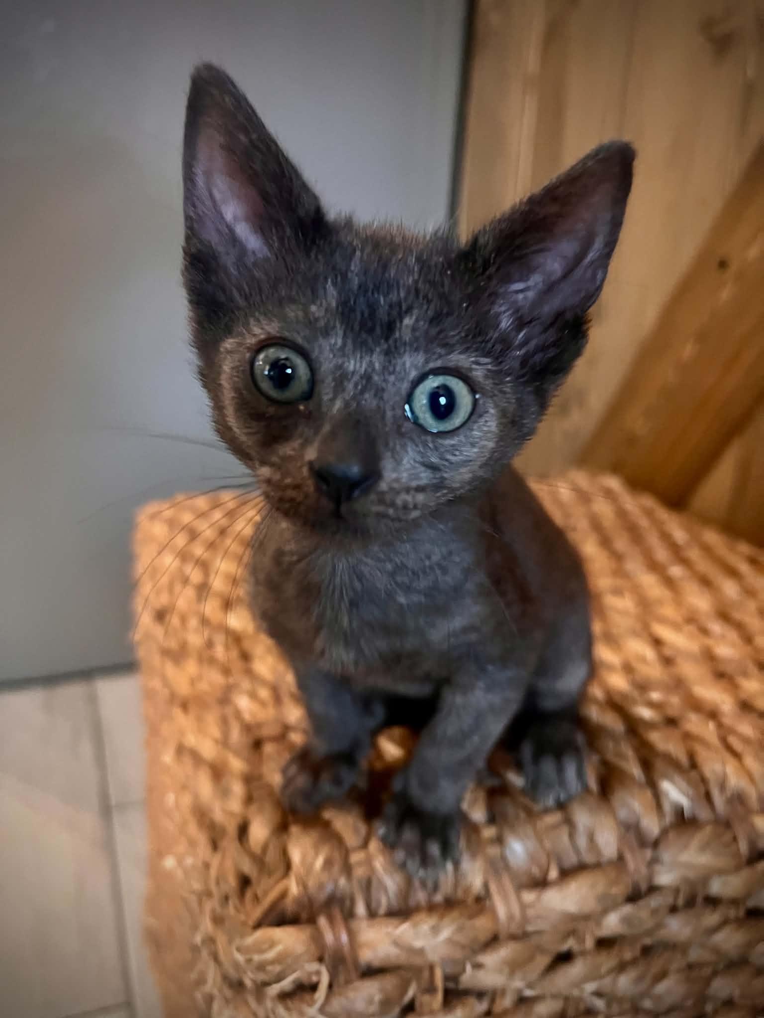 Poppy, adopted, Kitten Female Domestic Short Hair.