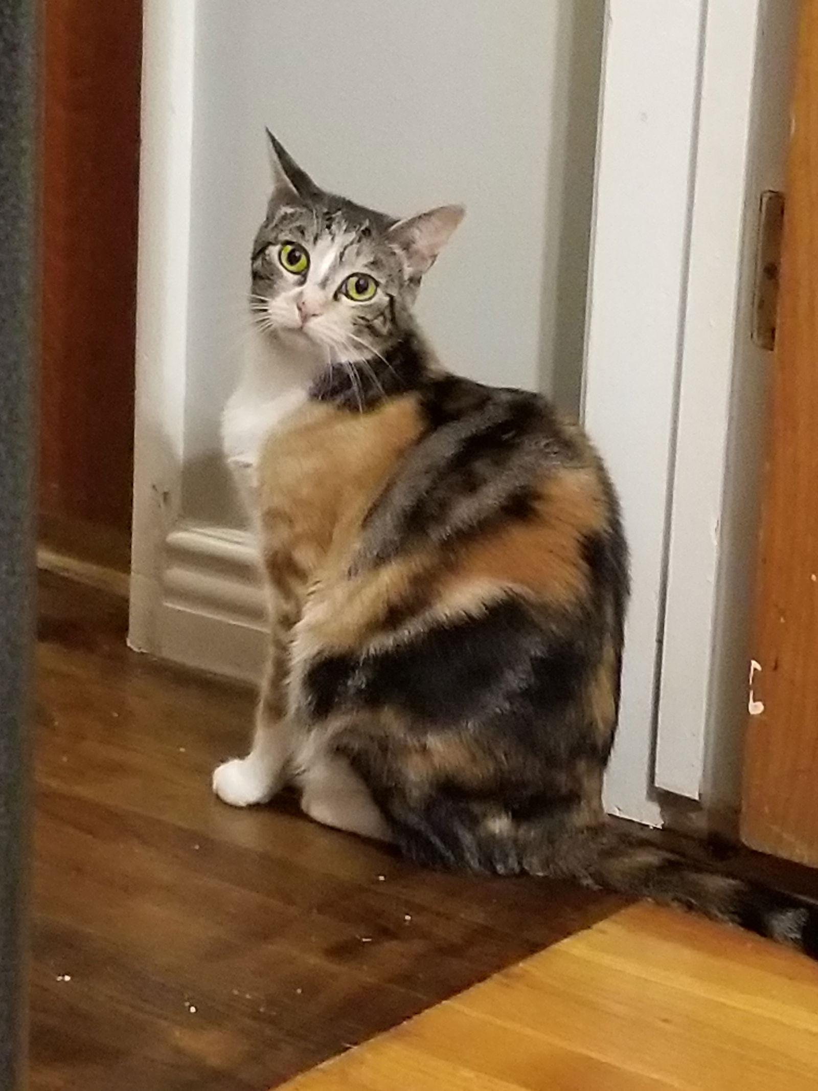 Josie is your pussycat!, Adoptable, Kitten Female Calico.