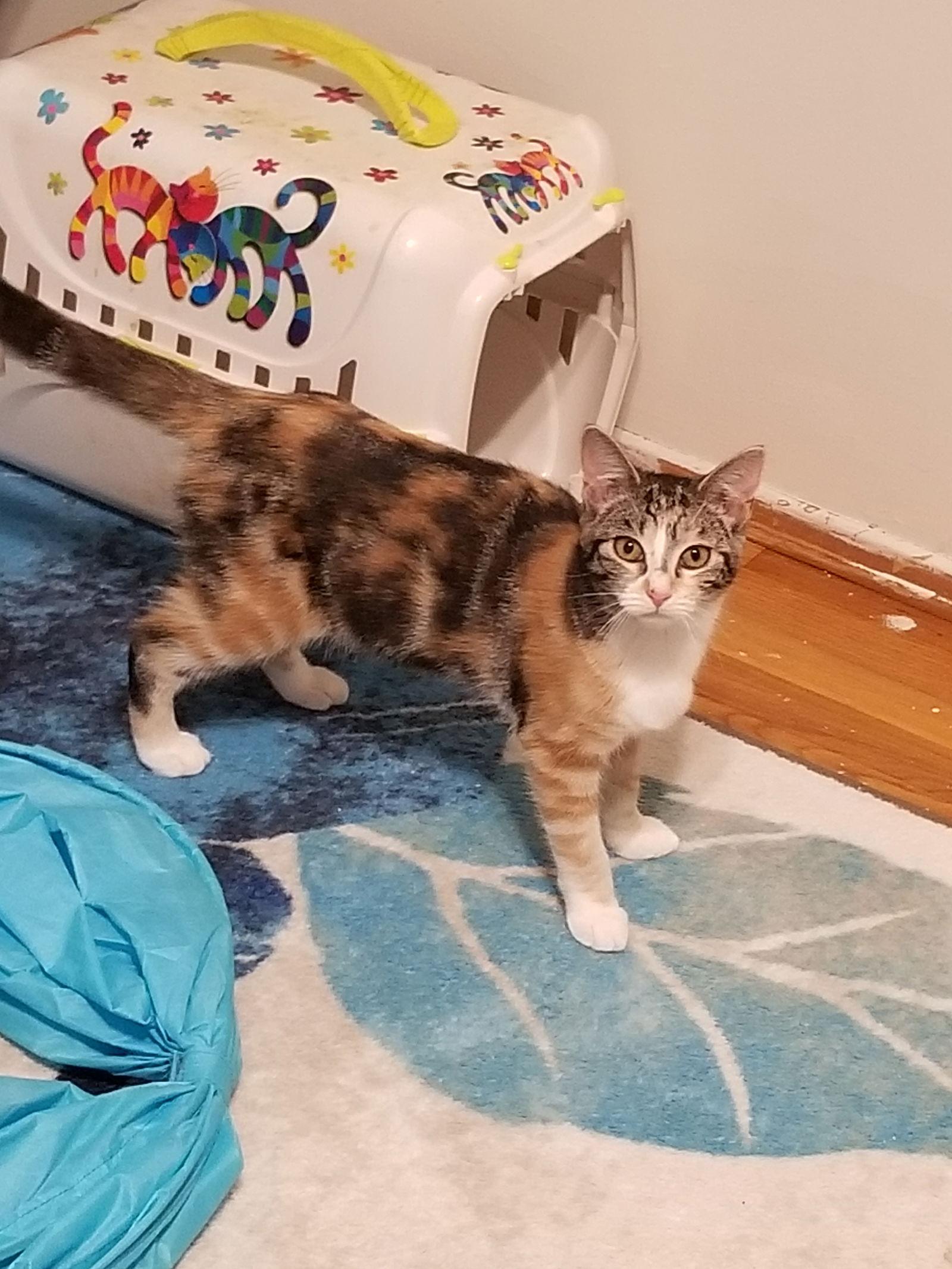 Josie is your pussycat!, Adoptable, Kitten Female Calico.