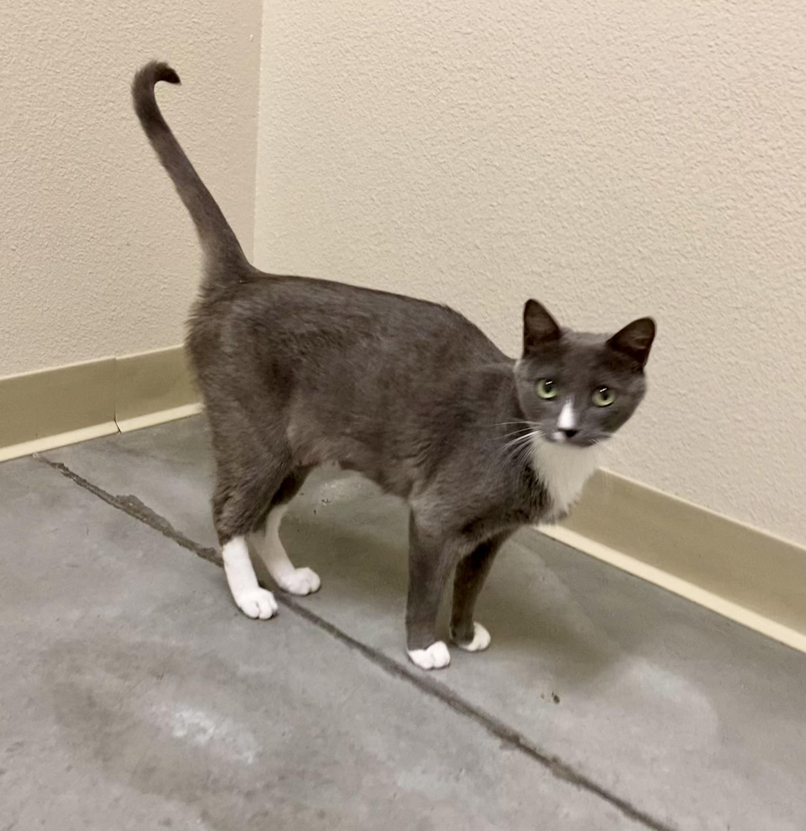 Riesling, Adult Female Domestic Short Hair