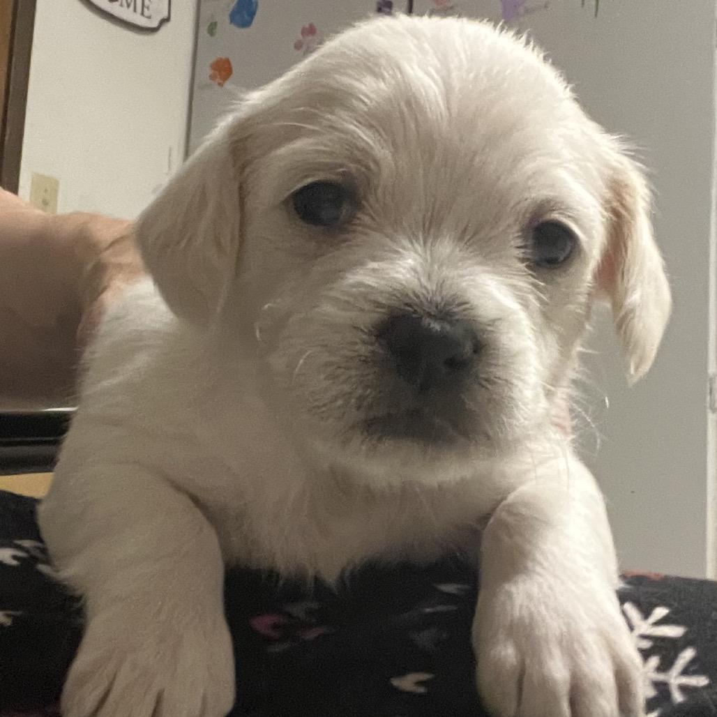 Merida, Adoptable, Puppy Female Chihuahua & Mixed Breed.