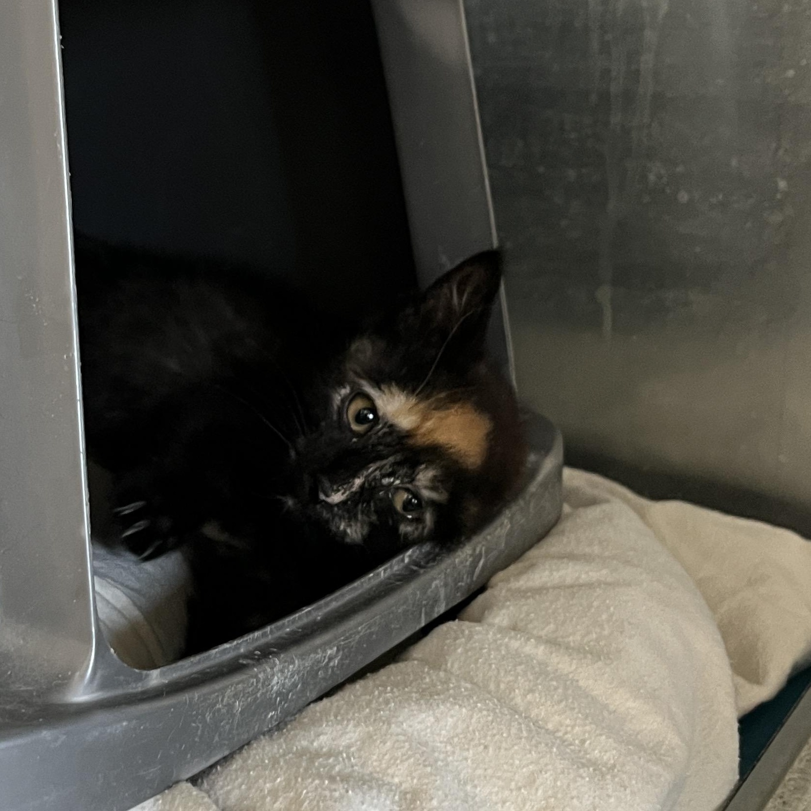 Ana, an adoptable Calico in Torrey, UT, 84775 | Photo Image 5