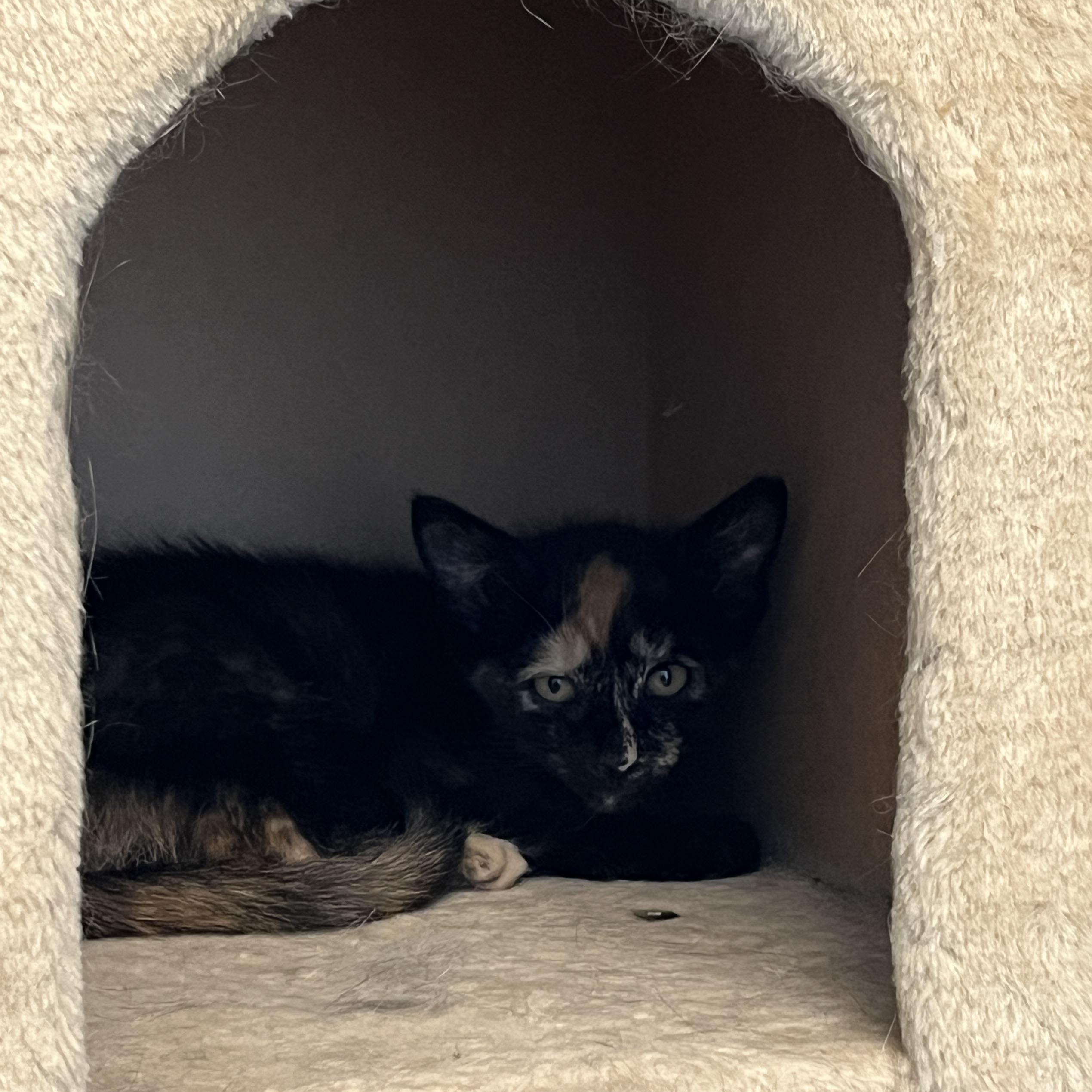 Ana, an adoptable Calico in Torrey, UT, 84775 | Photo Image 1