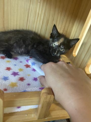 Ana, an adoptable Calico in Torrey, UT, 84775 | Photo Image 3