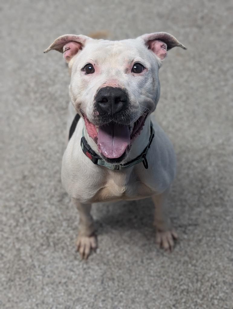 Lady, a Adoptable mixed breed in Blountville, TN image 1/2