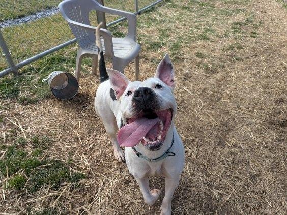 Lady, a Adoptable mixed breed in Blountville, TN image 2/2