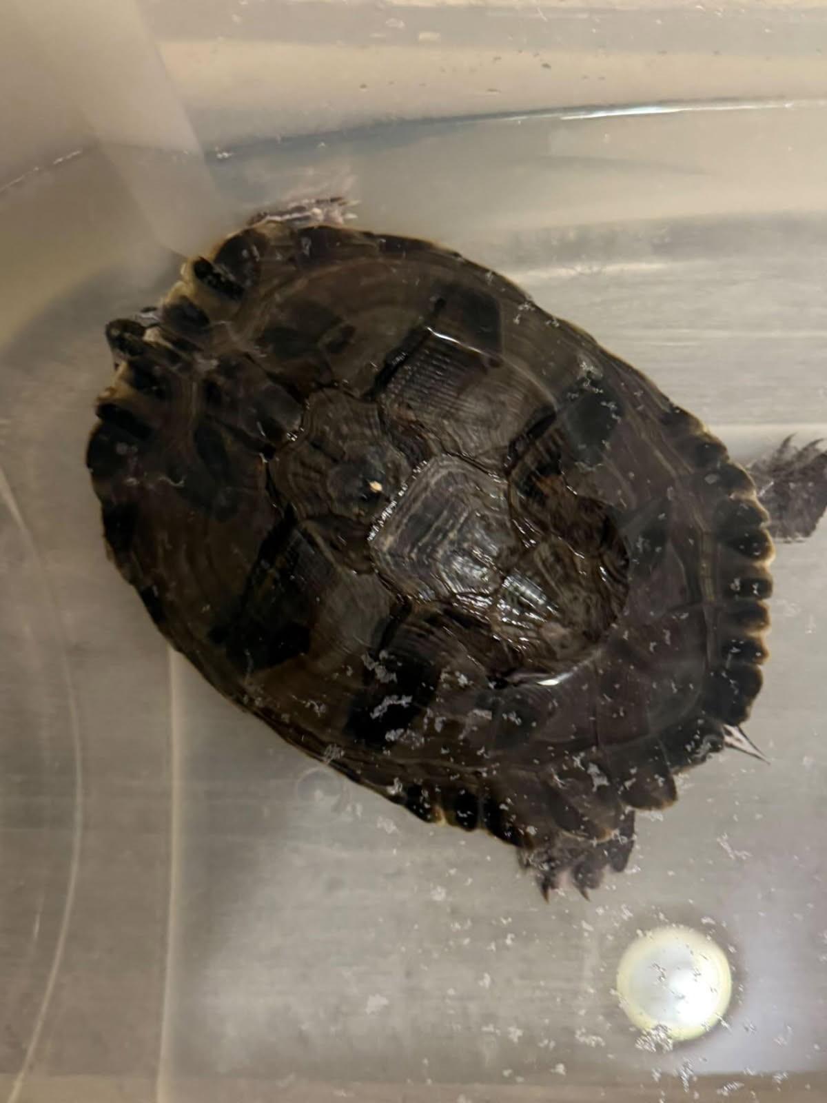Enlarge ZzCourtesy listing for red-eared slider turtle- NOT AT THE SHELTER , a Adoptable Red-Eared Slider in New Rochelle, NY image 1/1