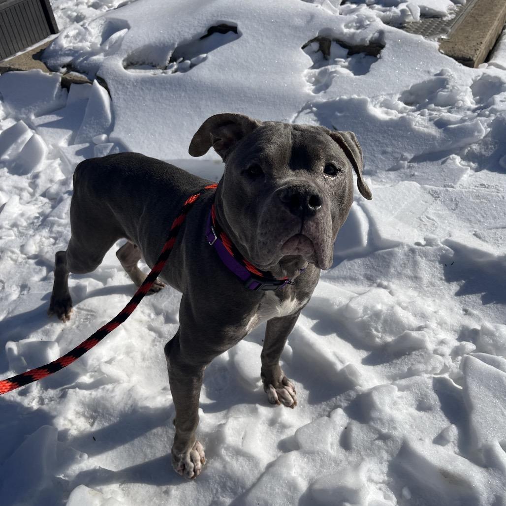 Tyson — thumbnail 3