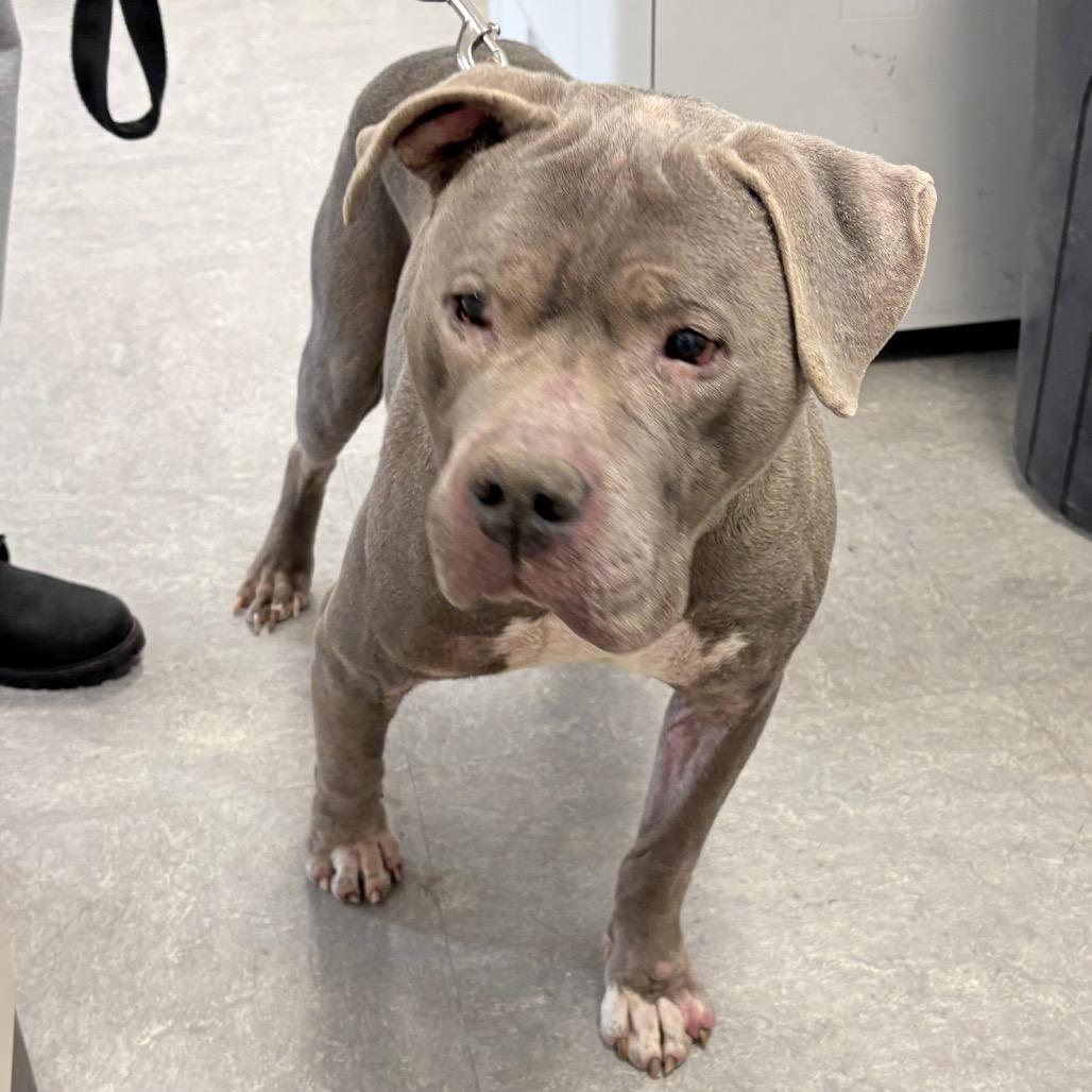 Tyson — thumbnail 4