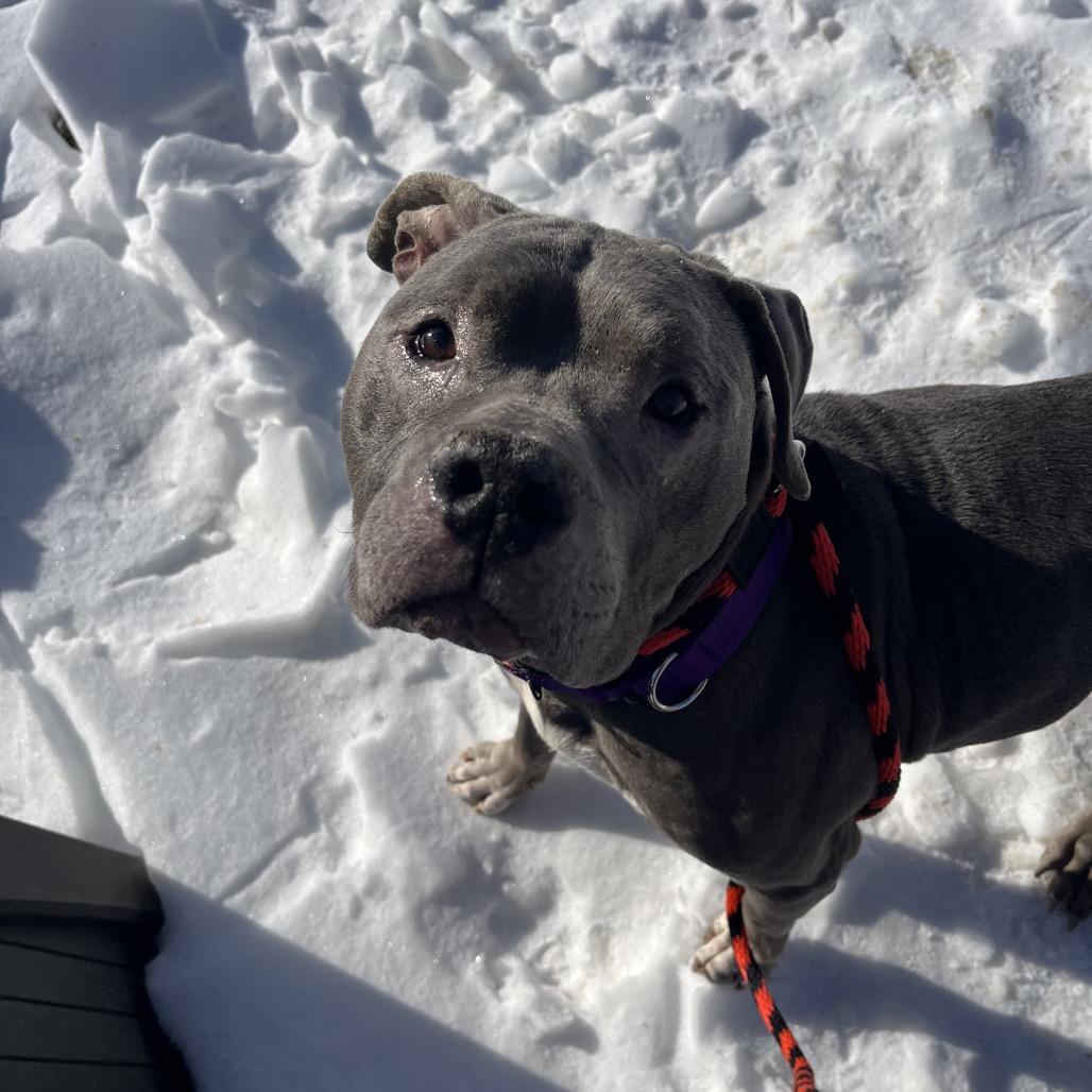 Tyson — thumbnail 5