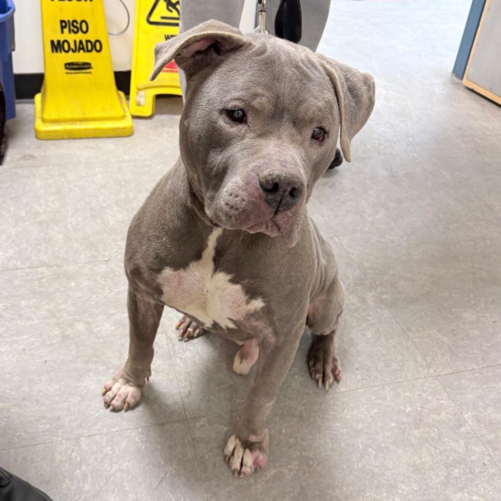 Tyson — thumbnail 6