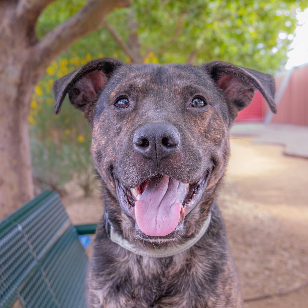 Oakley, Adoptable, Adult Male Staffordshire Bull Terrier & Mixed Breed.