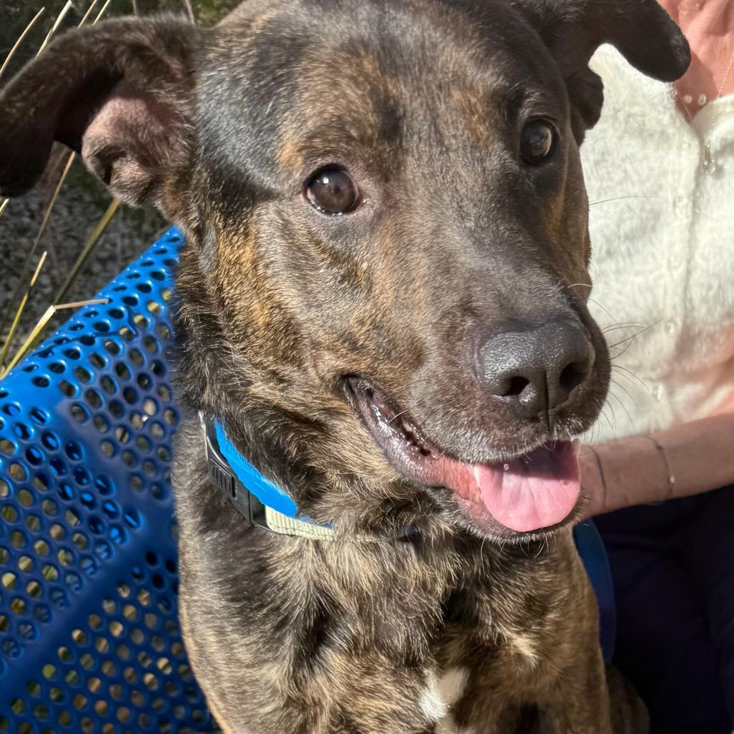 Enlarge Oakley, a Adoptable mixed breed in Albuquerque, NM image 2/6