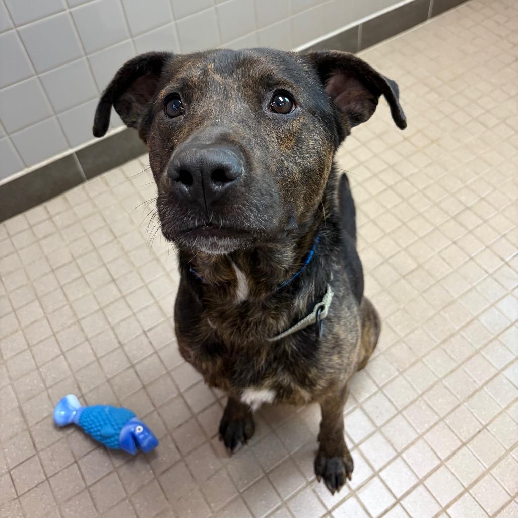 Enlarge Oakley, a Adoptable mixed breed in Albuquerque, NM image 3/6