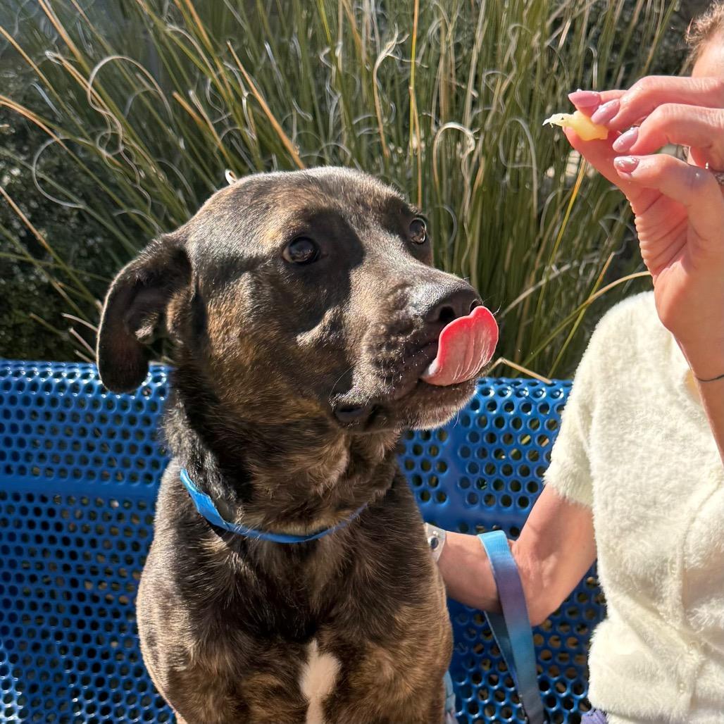 Enlarge Oakley, a Adoptable mixed breed in Albuquerque, NM image 4/6