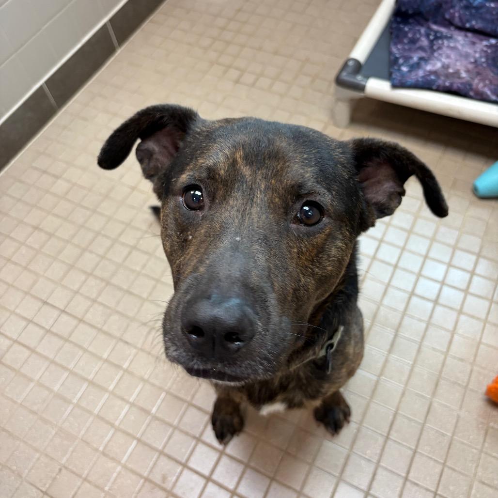 Enlarge Oakley, a Adoptable mixed breed in Albuquerque, NM image 5/6