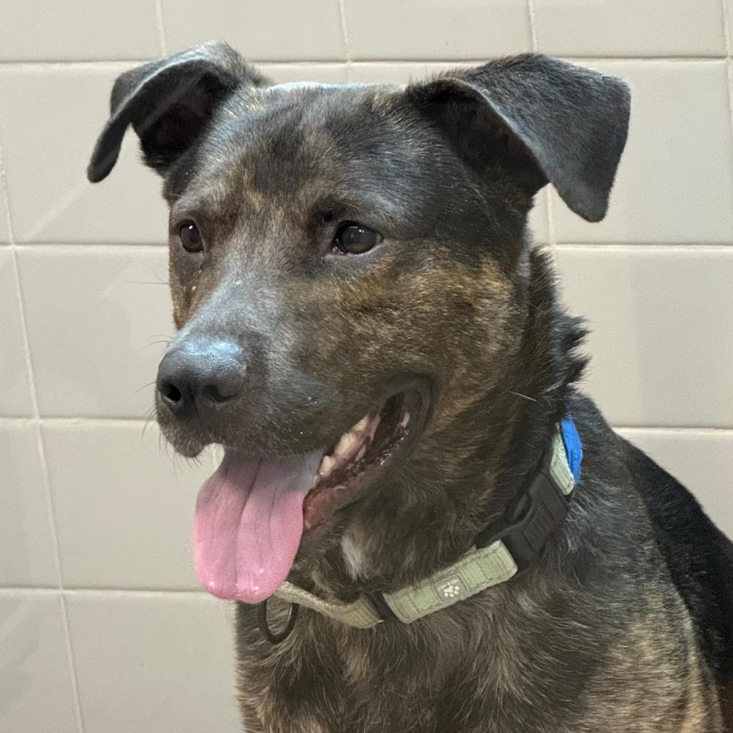 Enlarge Oakley, a Adoptable mixed breed in Albuquerque, NM image 6/6