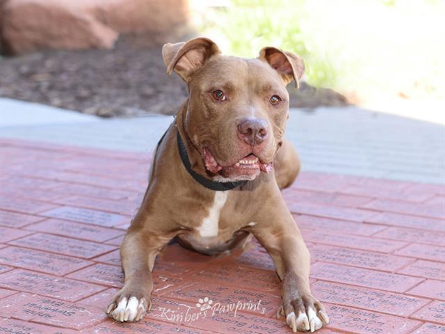Enlarge HERCULES, a Adoptable mixed breed in Omaha, NE image 1/1