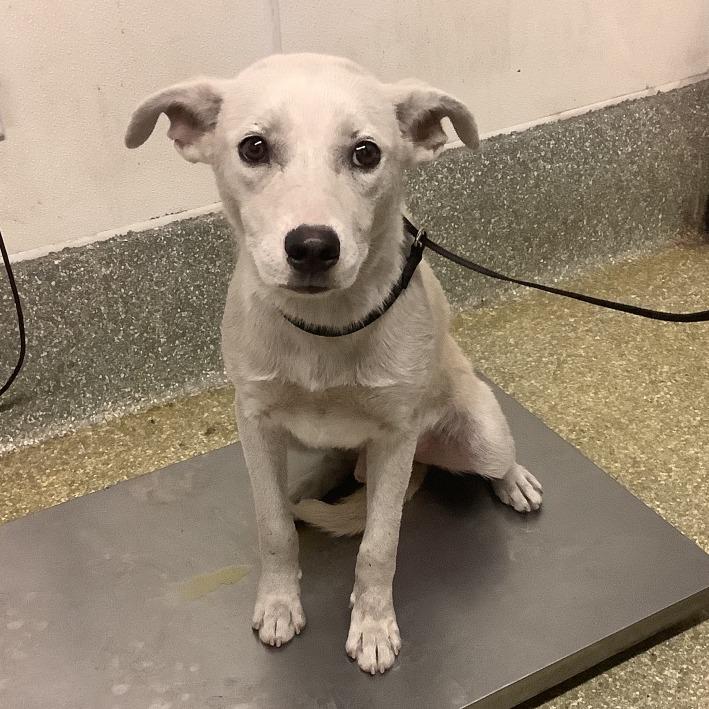 Mellow, Adoptable, Young Male Husky & Pit Bull Terrier.