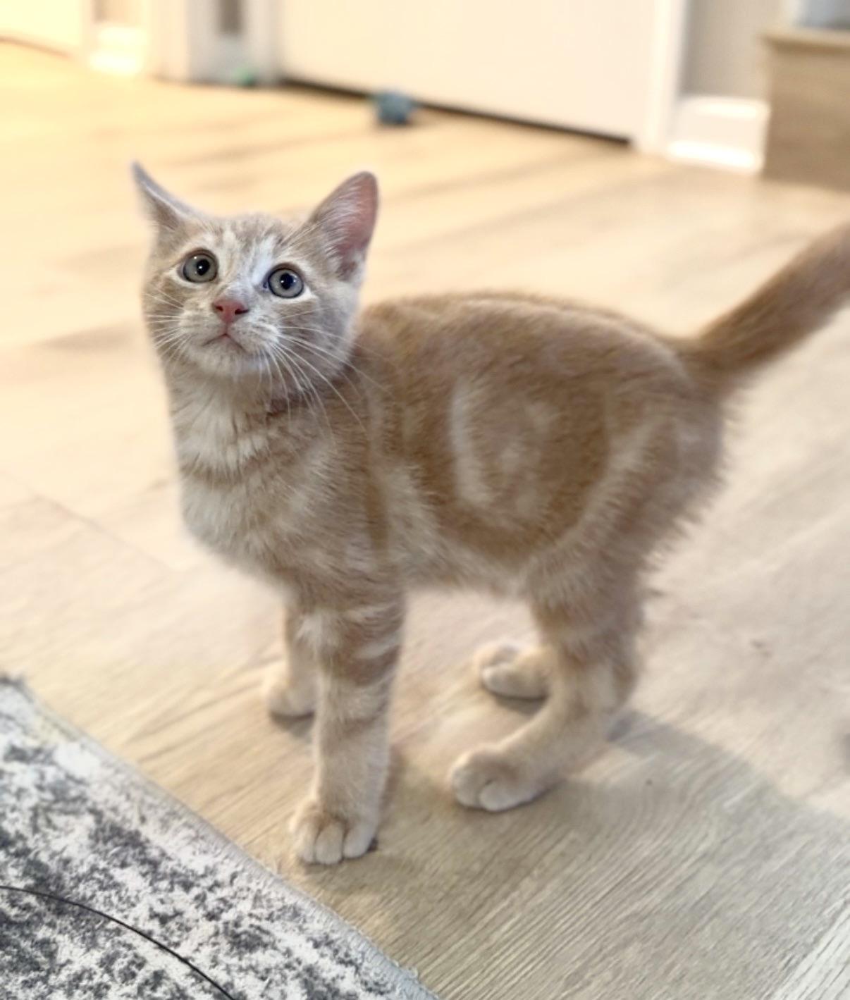 Enlarge Waffle, a Adopted Domestic Short Hair in Crown Point, IN image 3/3