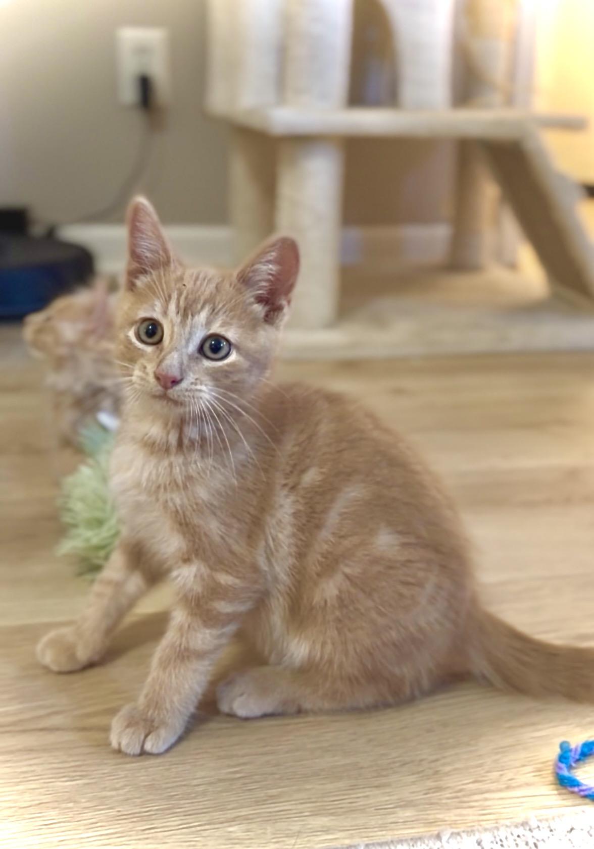 Enlarge Waffle, a Adopted Domestic Short Hair in Crown Point, IN image 2/3