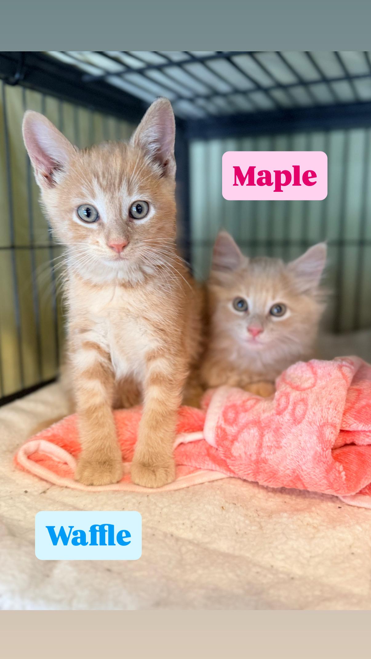 Waffle, Adopted, Kitten Male Domestic Short Hair.