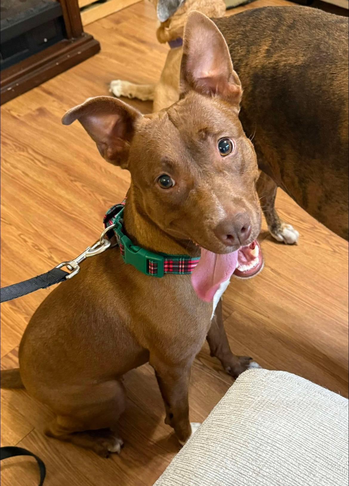 Velma, adoptable, Adult Female Mixed Breed.
