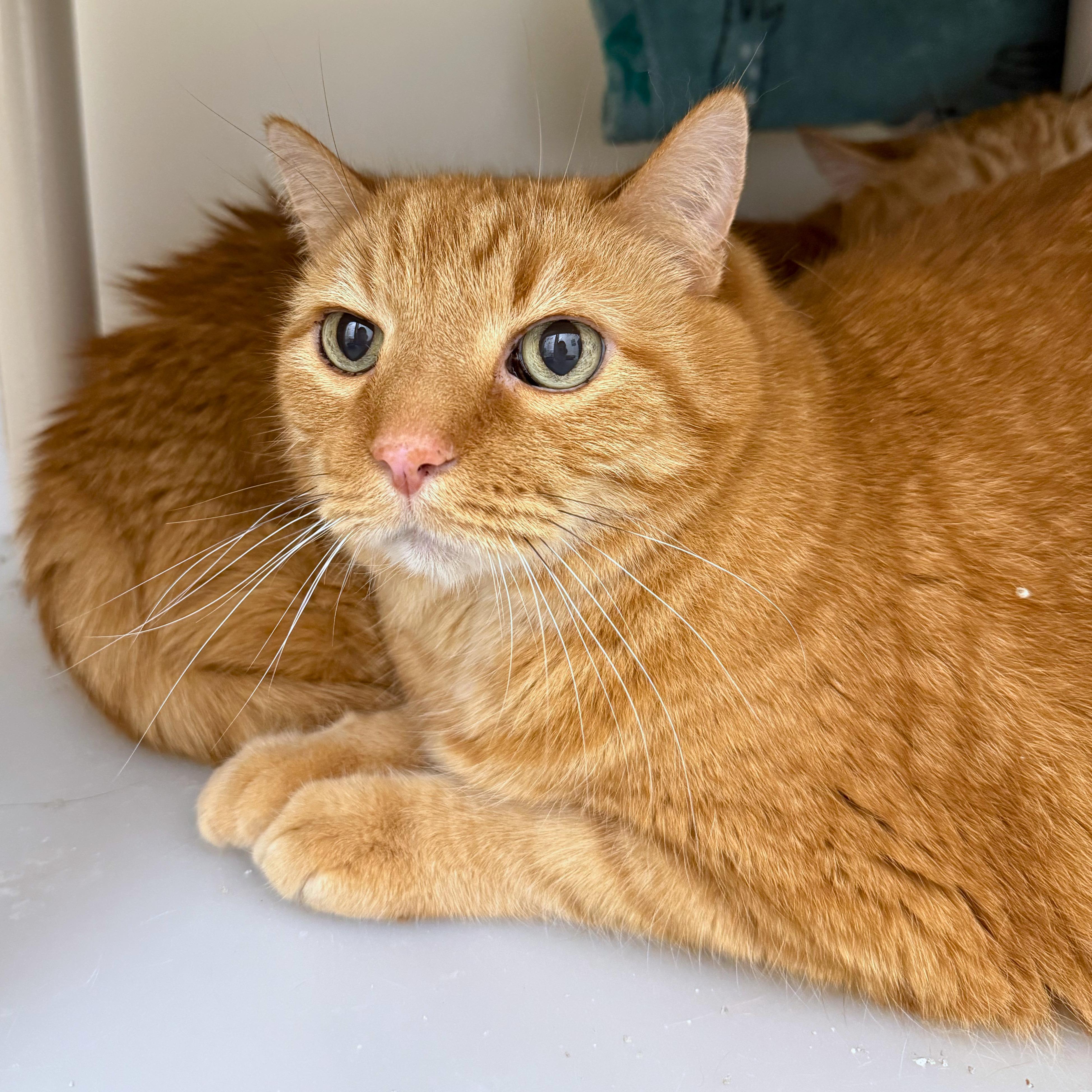 Enlarge Lennox, a Adoptable Domestic Short Hair in Ridgway, CO image 1/3
