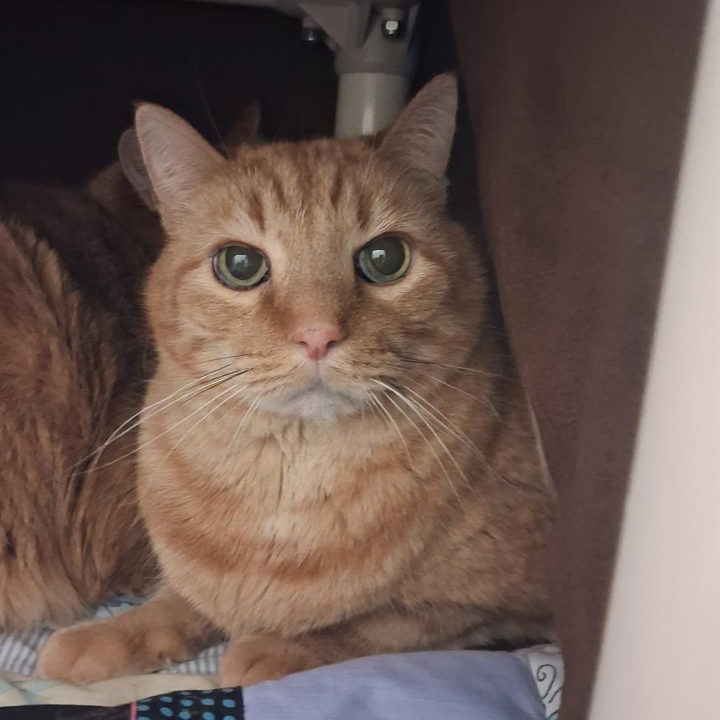 Enlarge Lennox, a Adoptable Domestic Short Hair in Ridgway, CO image 2/3