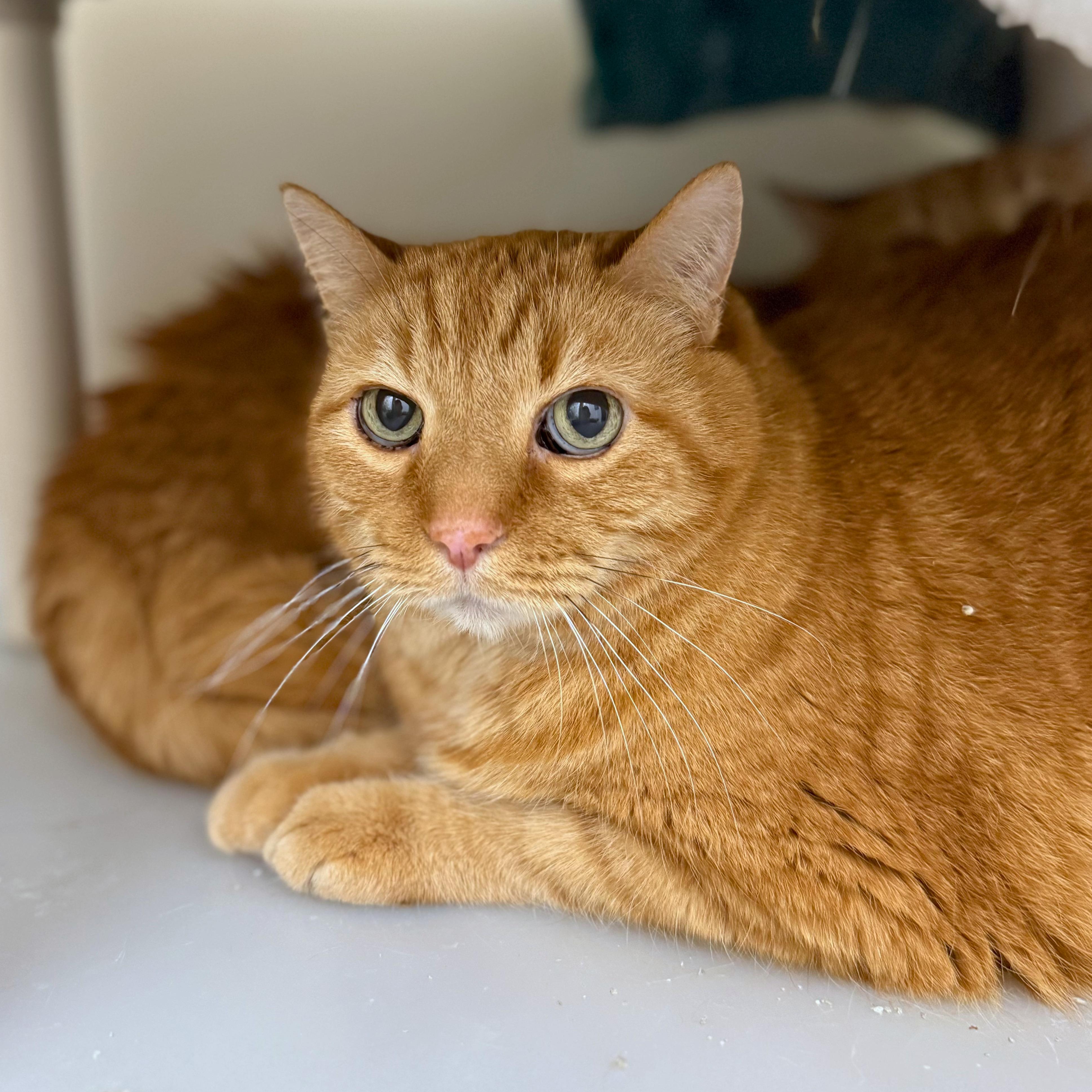 Enlarge Lennox, a Adoptable Domestic Short Hair in Ridgway, CO image 3/3