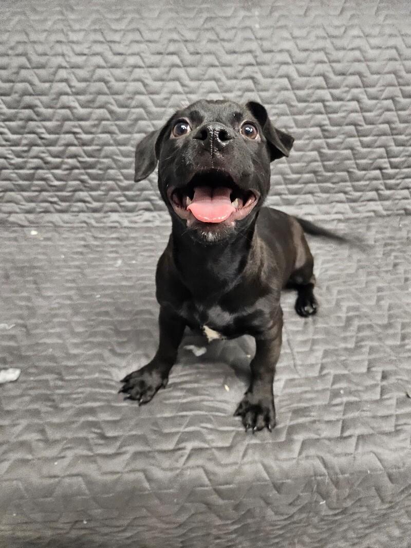 Bonbon, Adoptable, Puppy Female Boxer & Pit Bull Terrier.